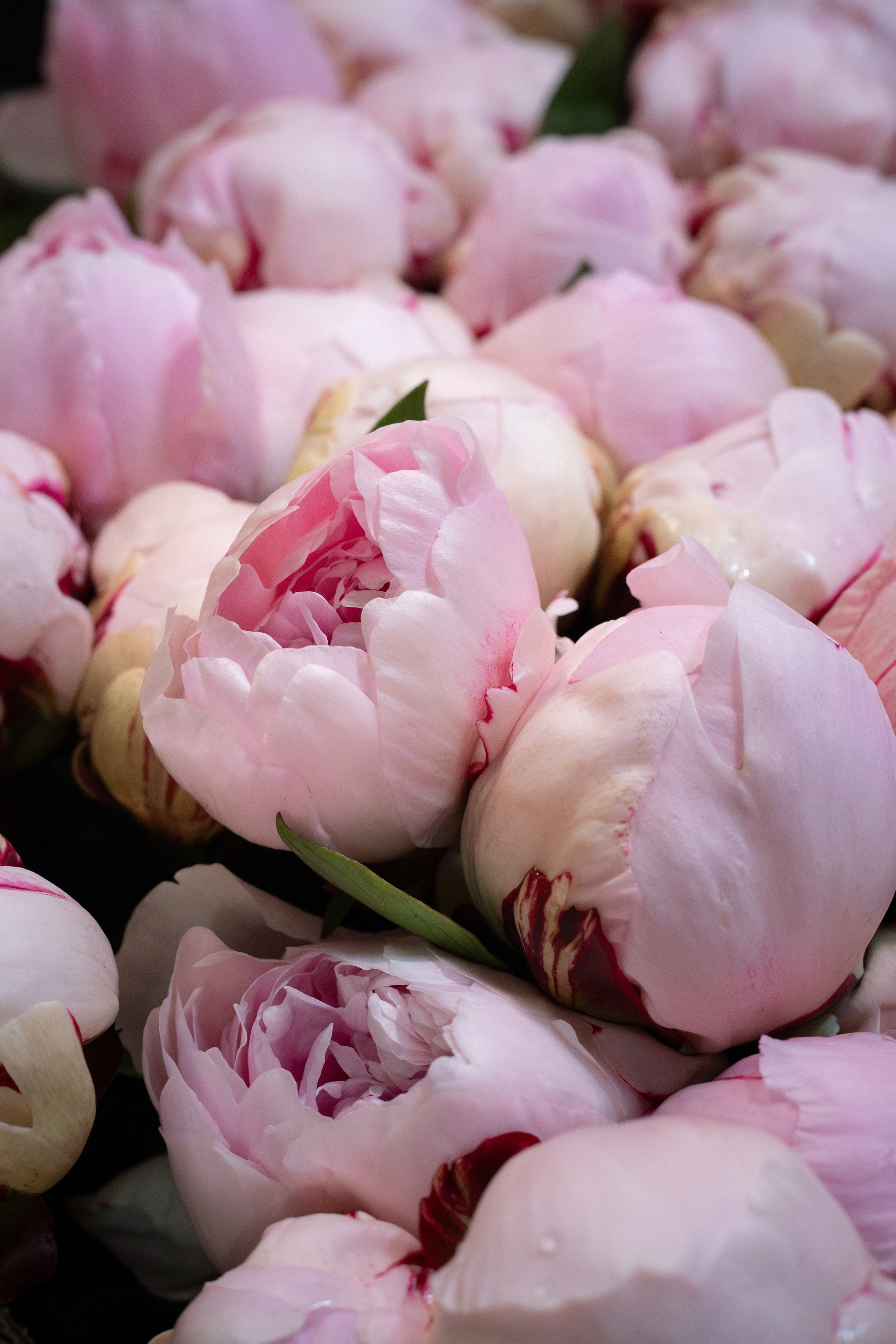 Flower warehouse. Фотограф Дарья Карпенко