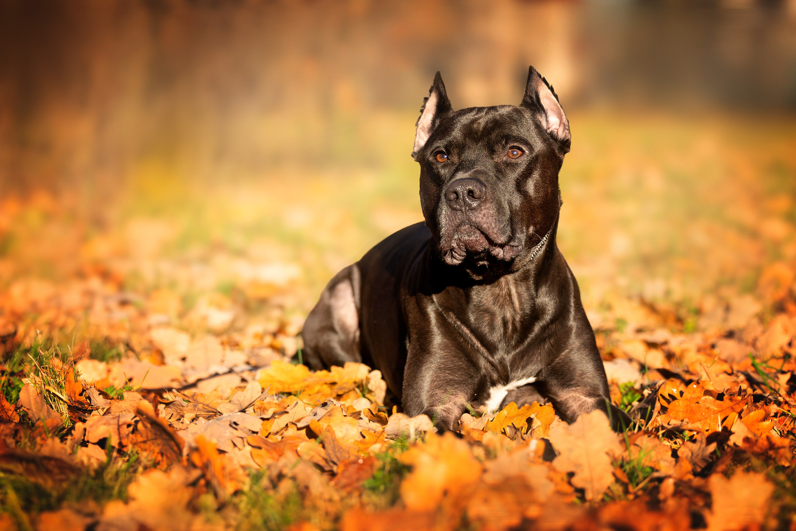 Прогулки. Главная