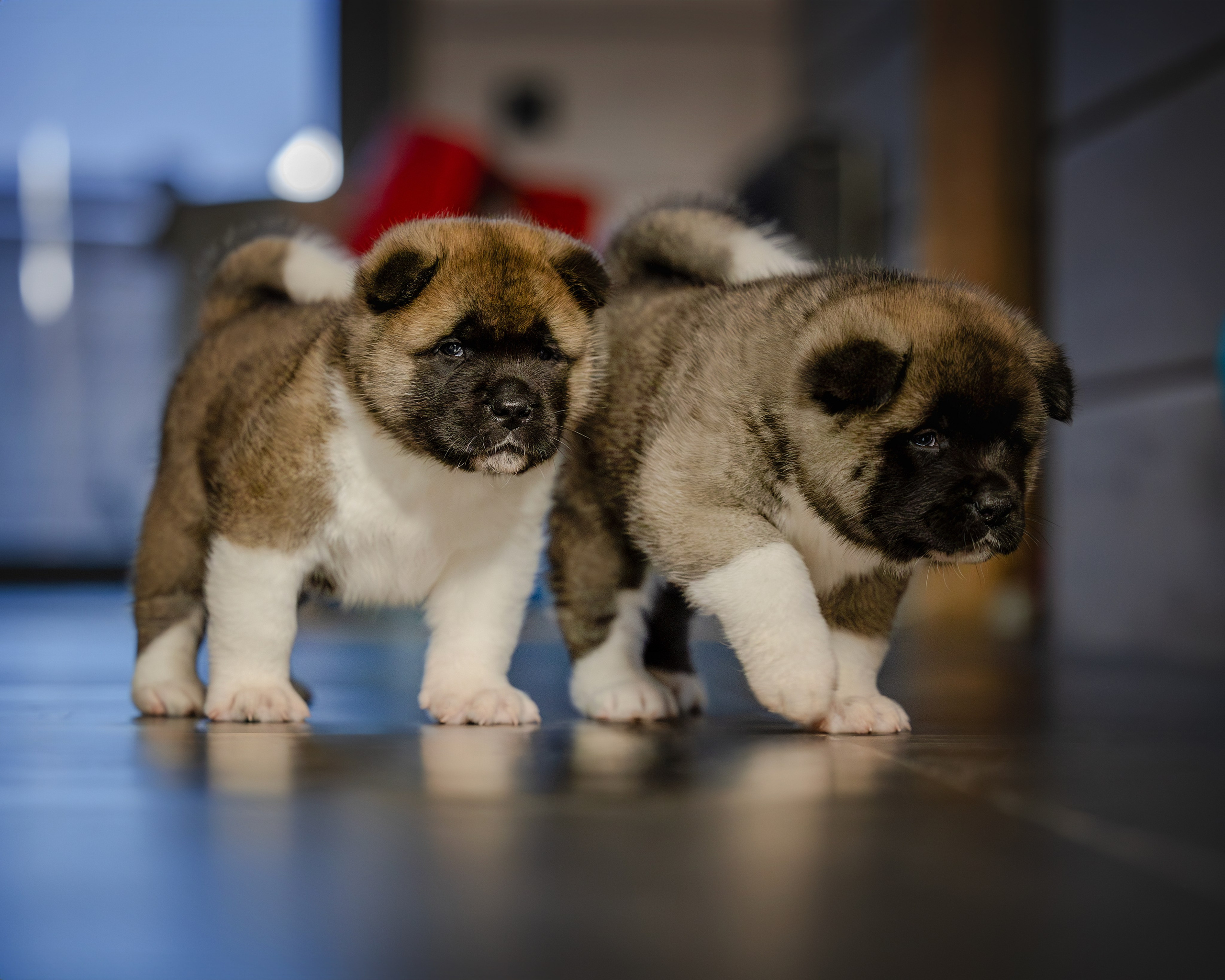 Щеночки Ам. Акиты. Главная