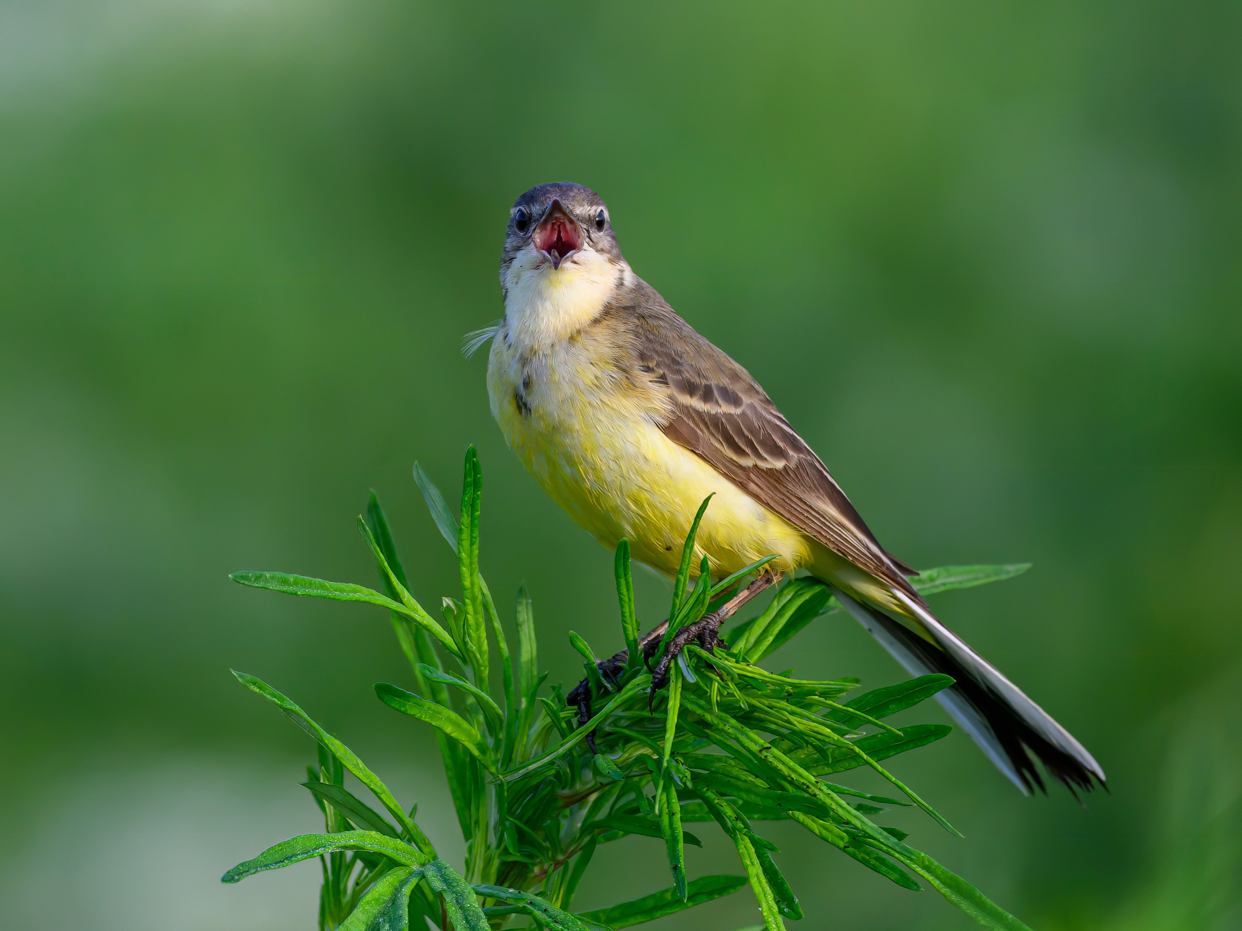 Охота совы. Фотограф Сергей Пупонин