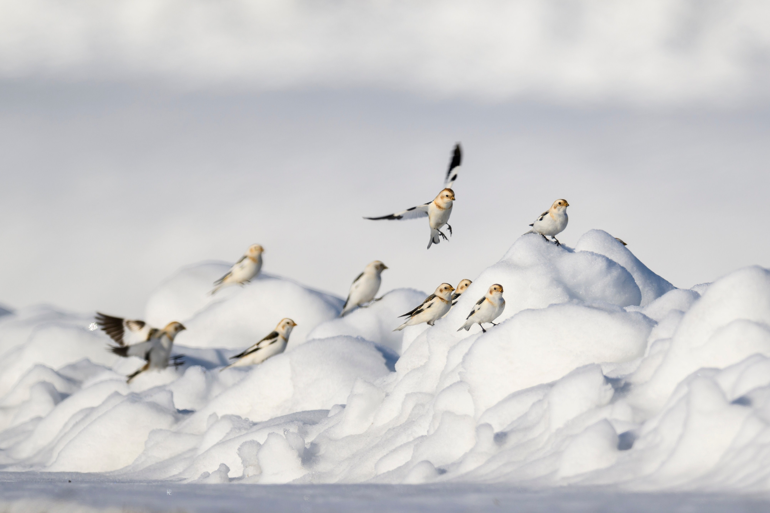 Весна пришла! Пуночки. Фотограф Сергей Пупонин