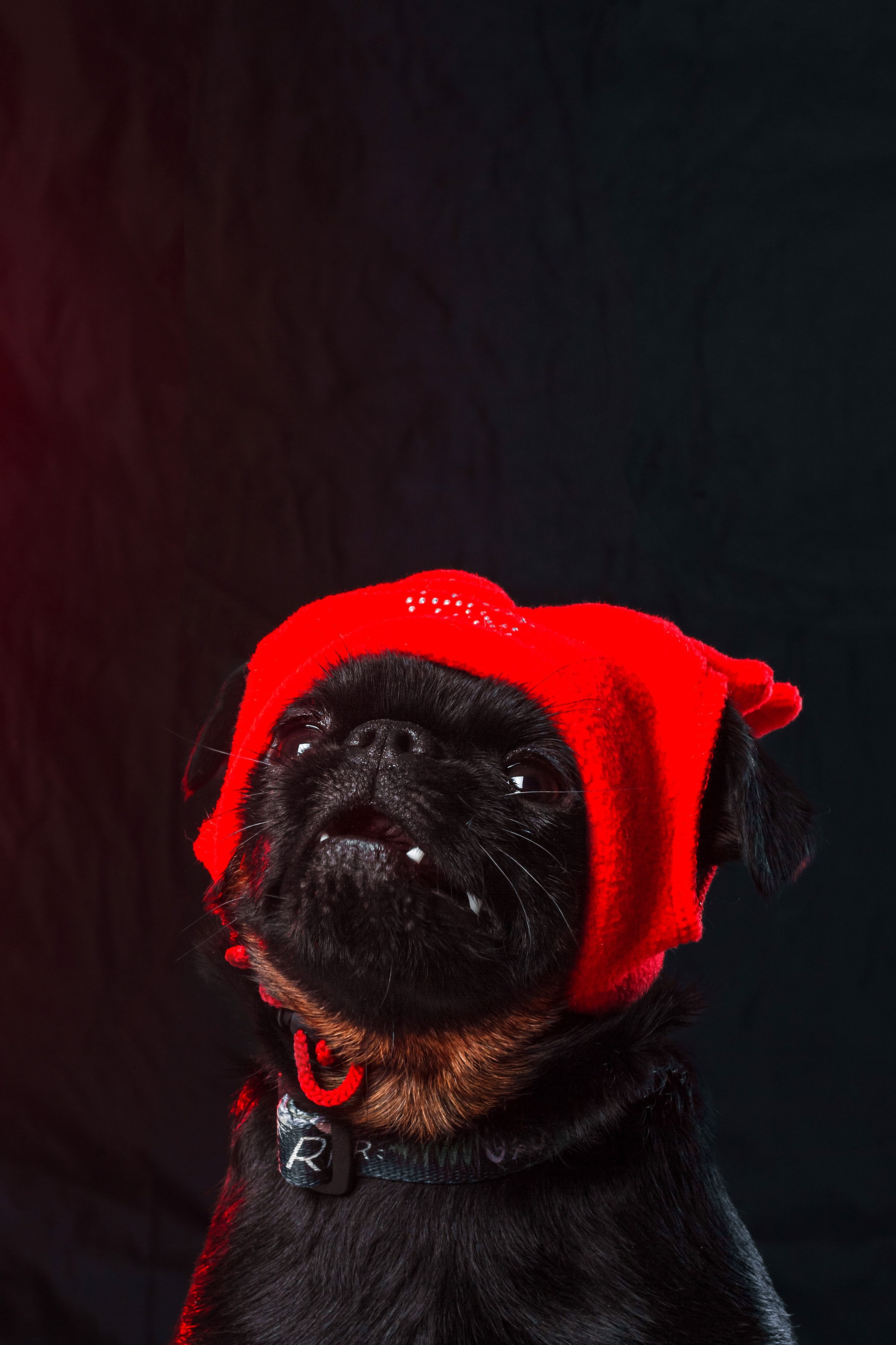 Студийная фотосессия с цветным светом. Фотограф-анималист Татьяна Степанова