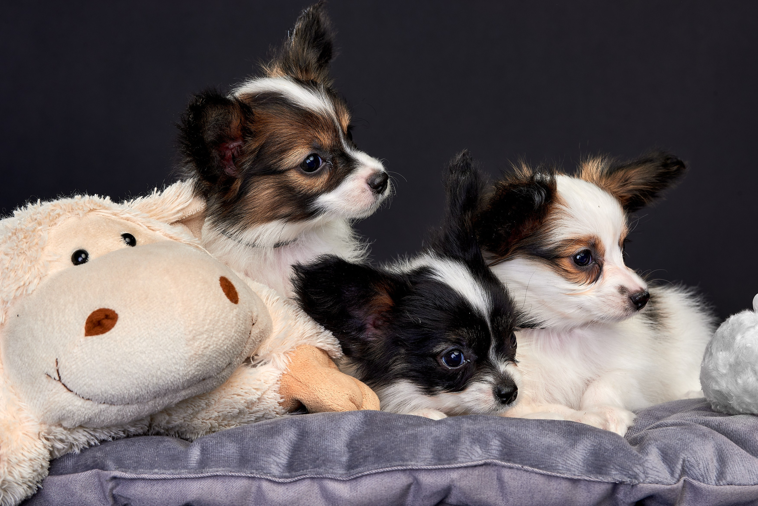 Фотосъемка животных