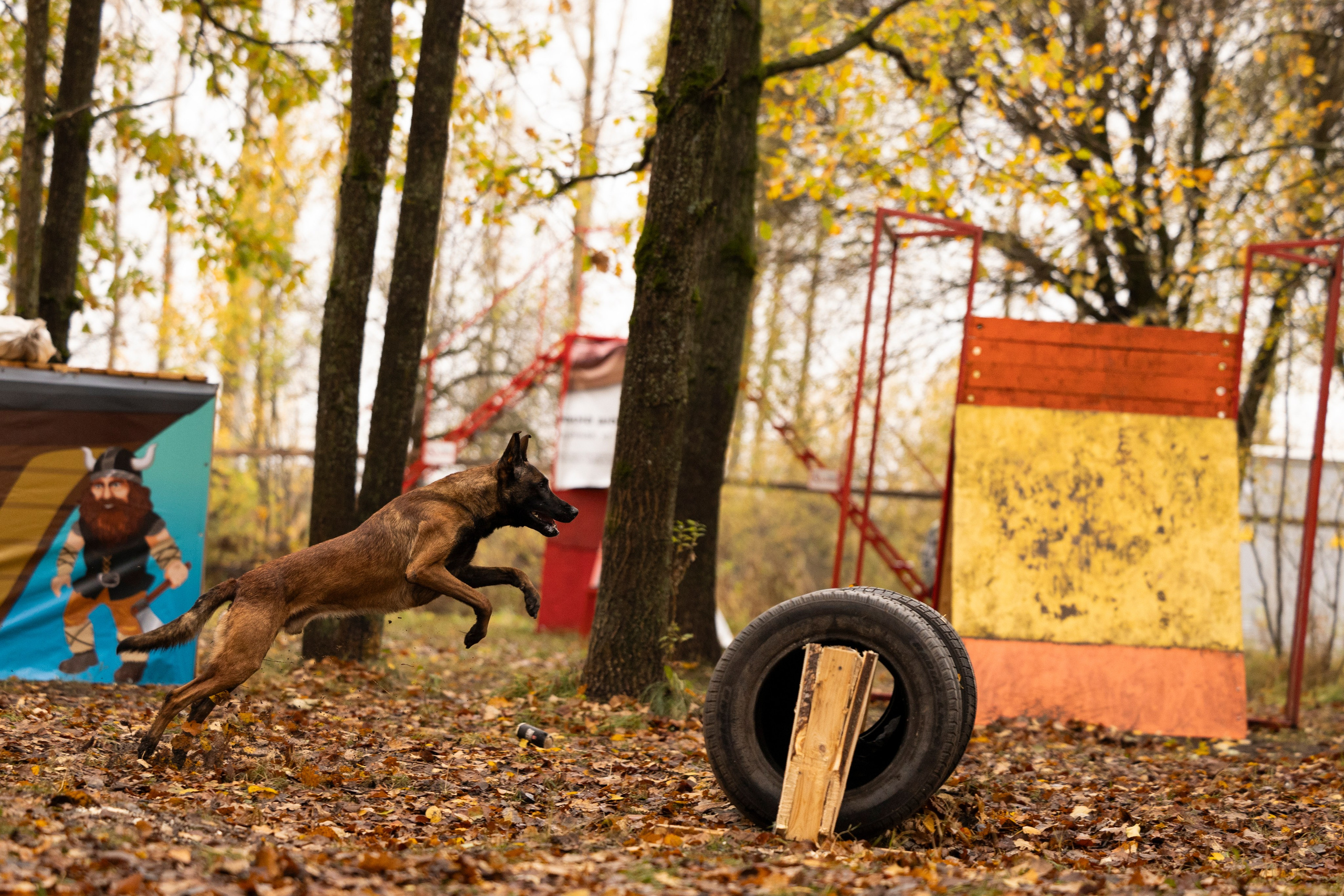 Соревнования по Мондьорингу г. Вологда. Фотограф-анималист Анна Маринич
