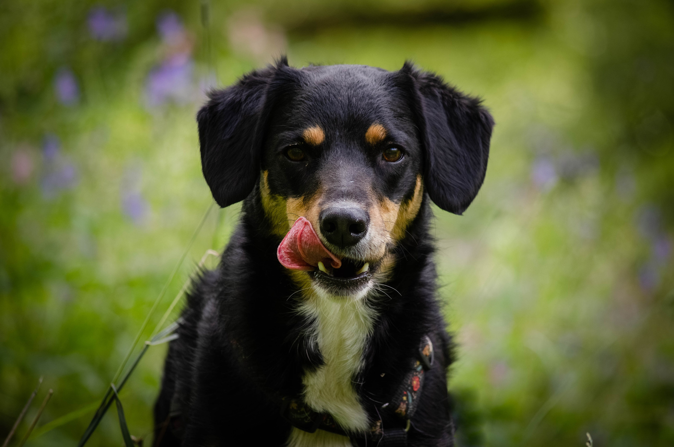 Том и Тося. Фотограф Светлана Блинова, Москва и Московская область
