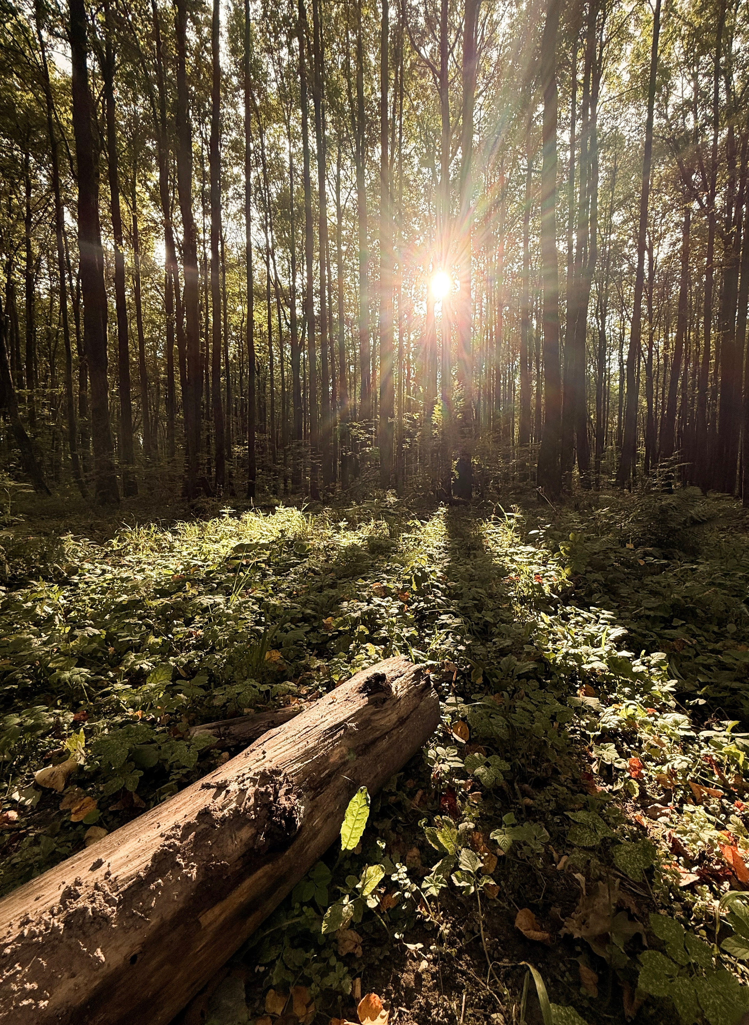 Nature. Фотограф Арсений Королев