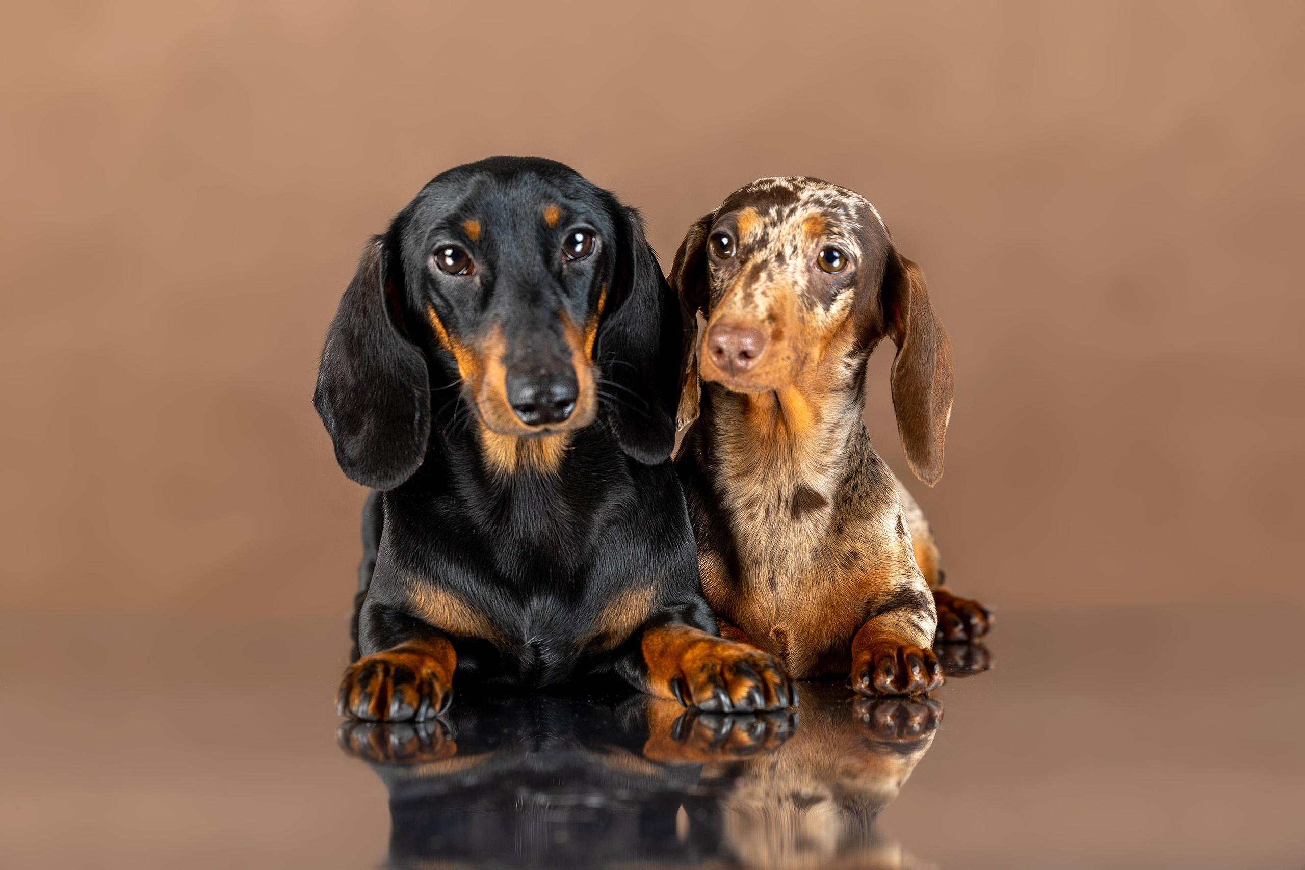 Коричневые фоны. Фотограф-анималист в Омске Екатерина Маричева