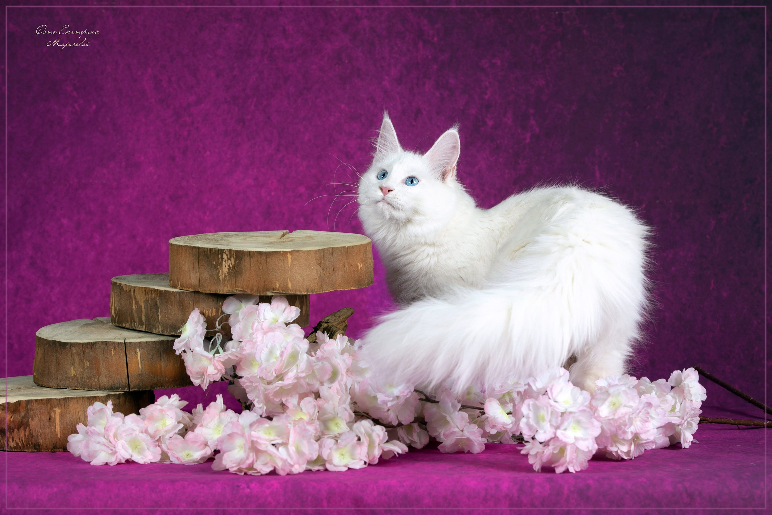 Стендовая съёмка на выставках кошек. Фотограф-анималист в Омске Екатерина Маричева