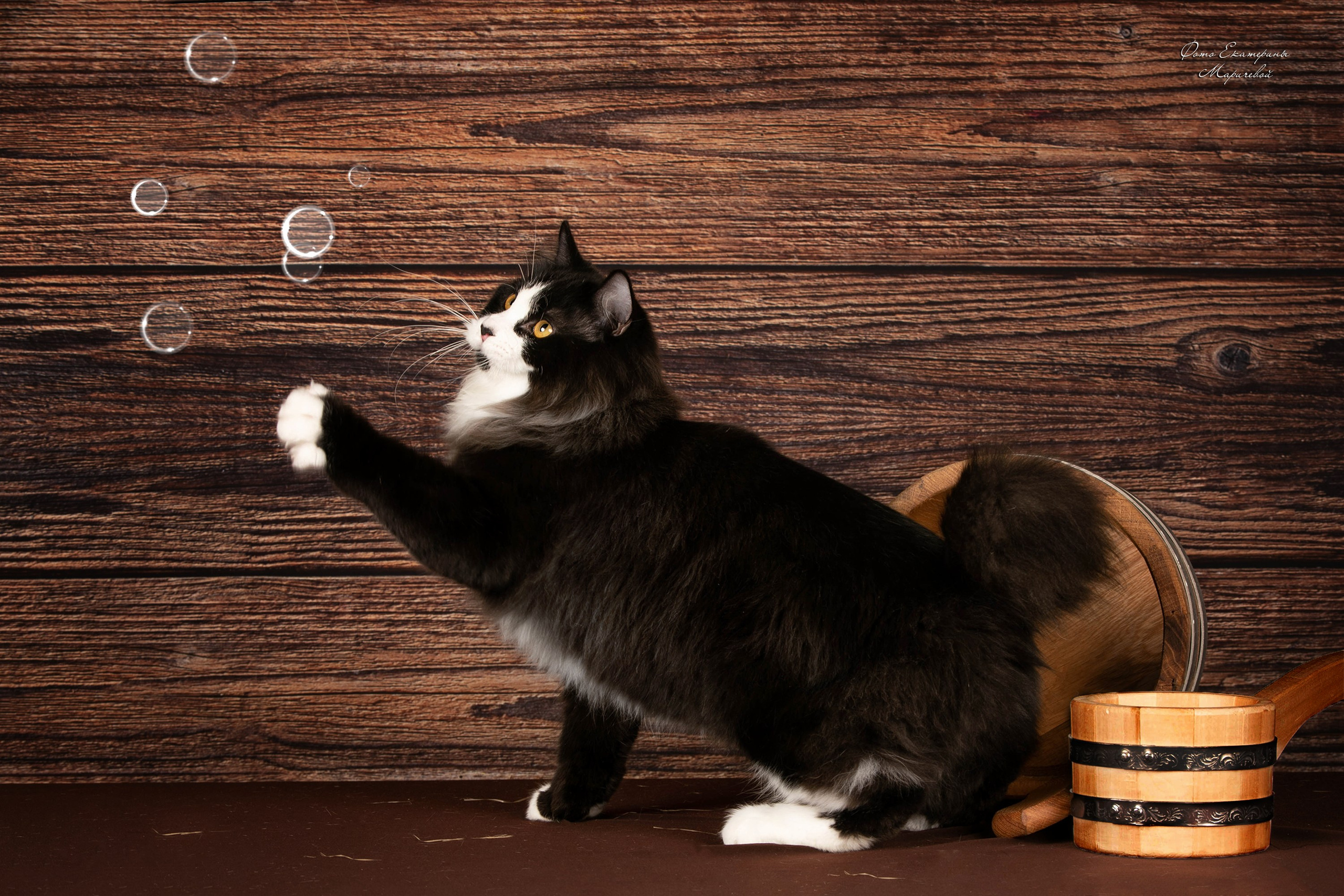 Стендовая съёмка на выставках кошек. Фотограф-анималист в Омске Екатерина Маричева