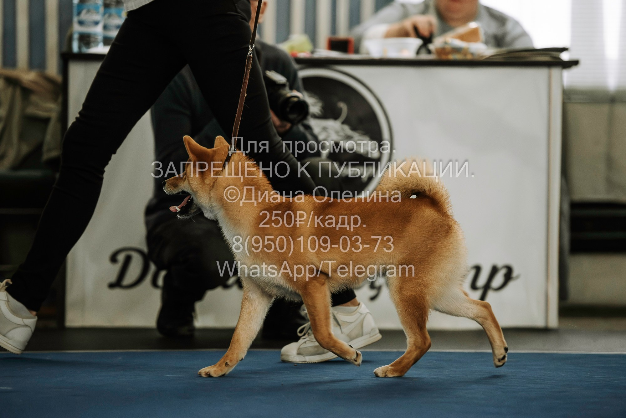 Выставка собак Красноярск 29.10.2023. Фотограф Диана Оленина Красноярск / Братск