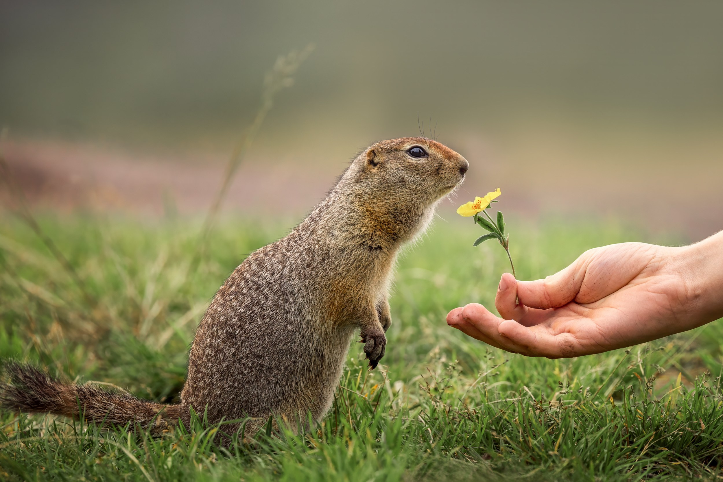 Дикая природа • Wildlife. Елена Ивановой • Профессиональный фотограф