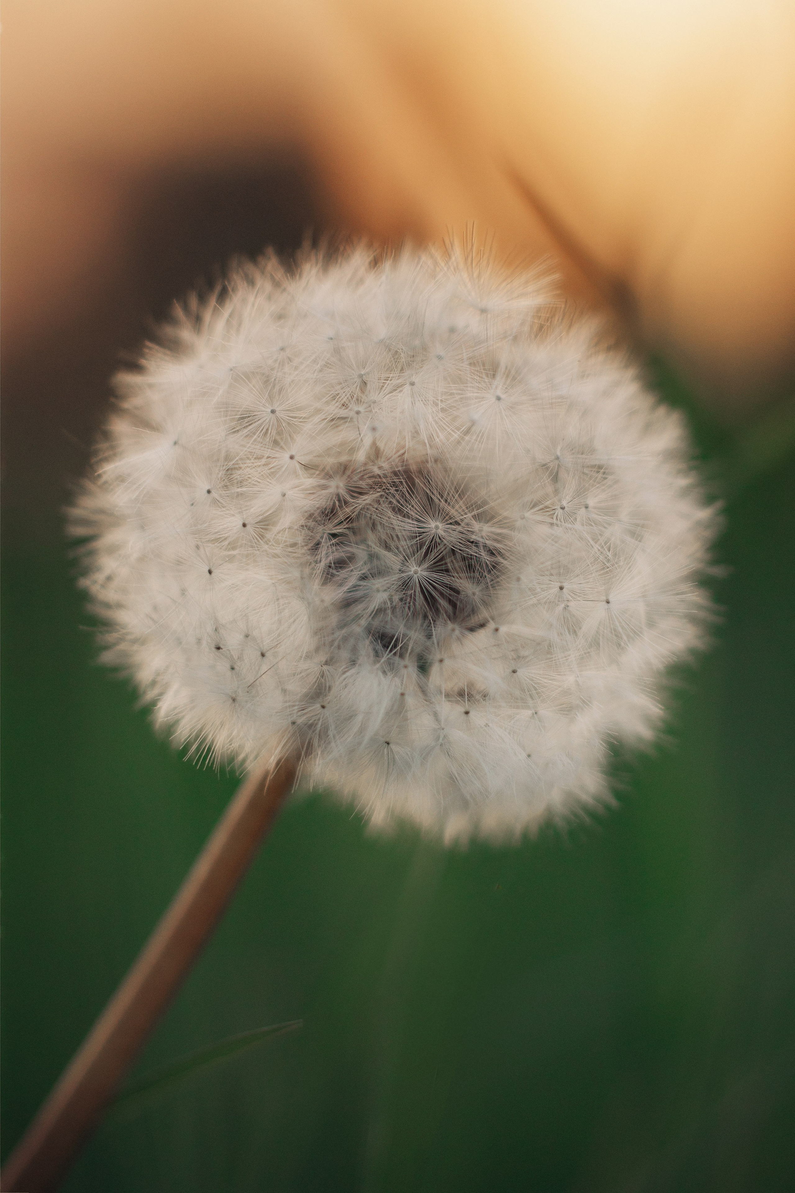 Одуванчики Апрель–Май. Семейный и детский фотограф |Брянск| Анастасия Перепелкина