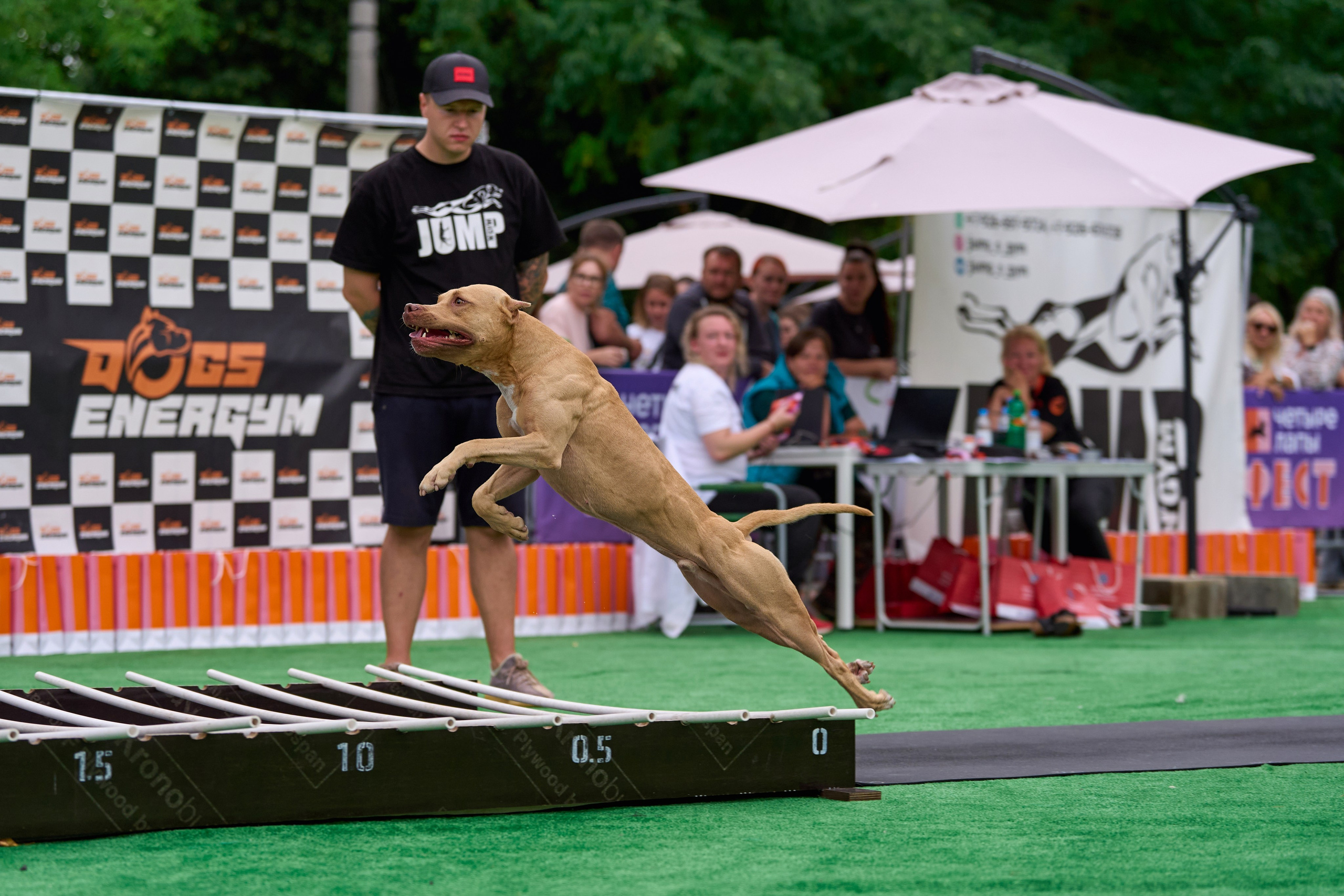 4 лапы Фест. Многоборье. Фотограф-анималист Михаил Манухин