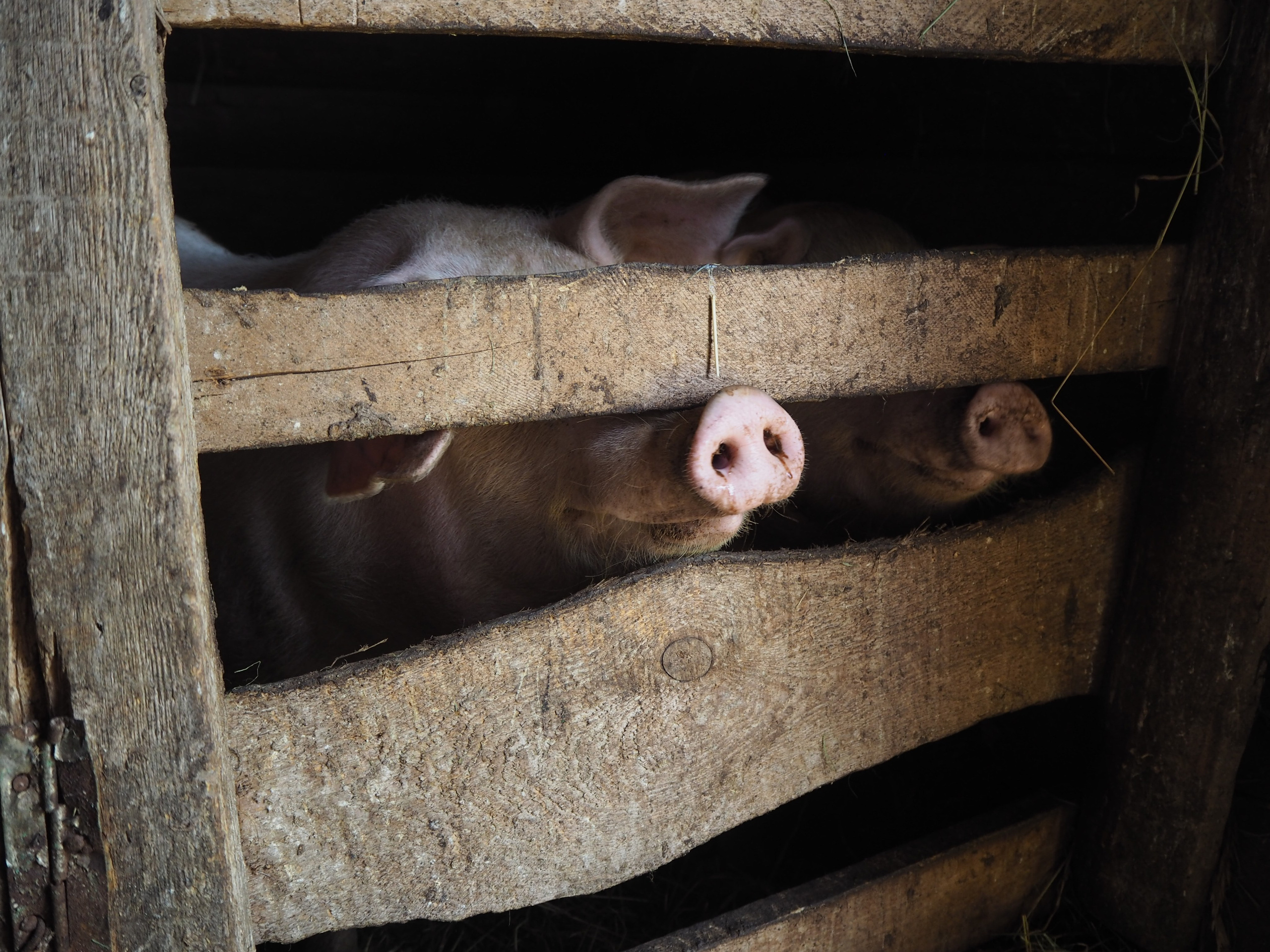 Из сердца лесополосы. Настя Арзуманова, фотограф