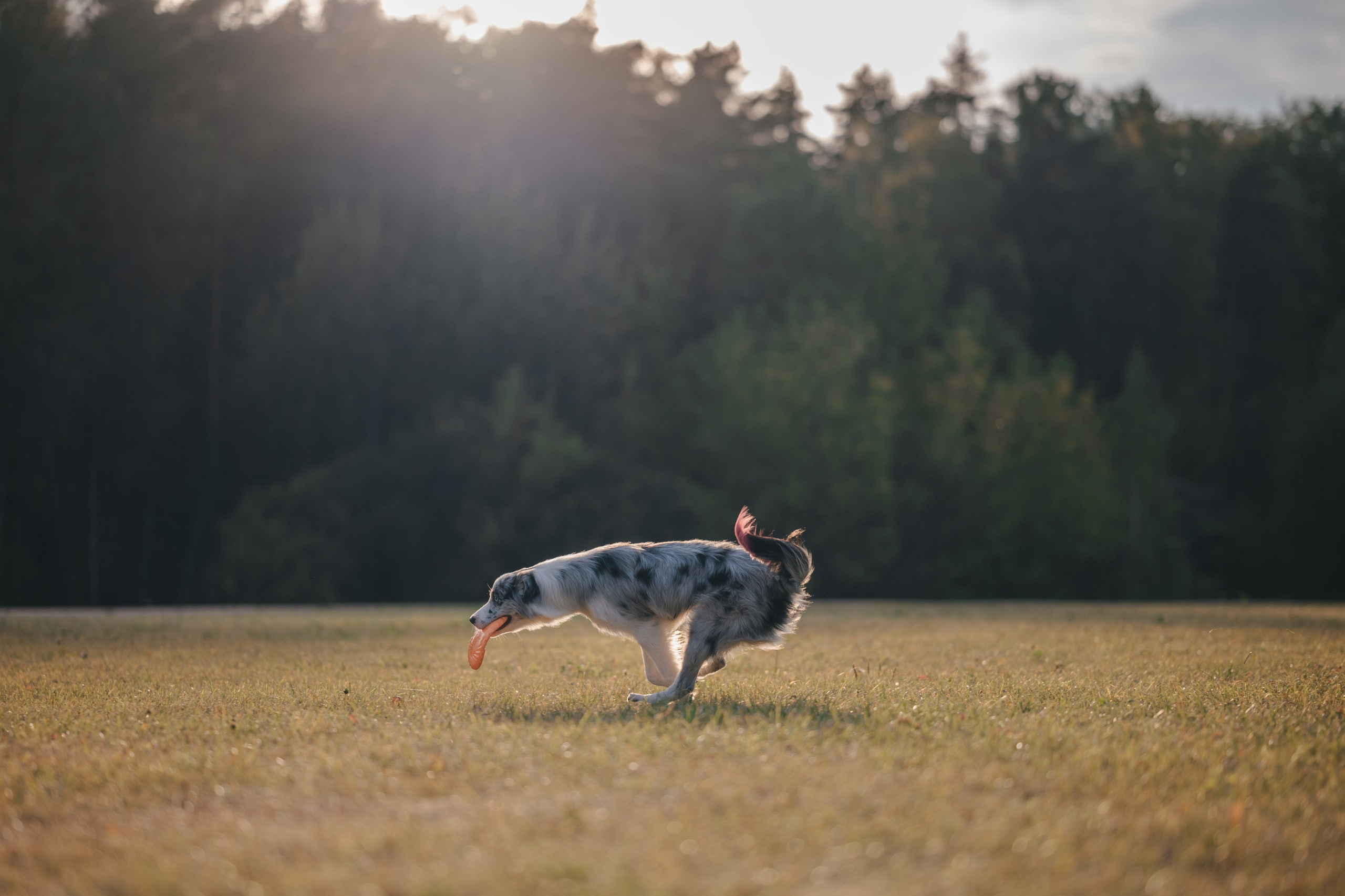Бордерколли и фрисби. Фотограф Анималист в Москве Анастасия Жучкова