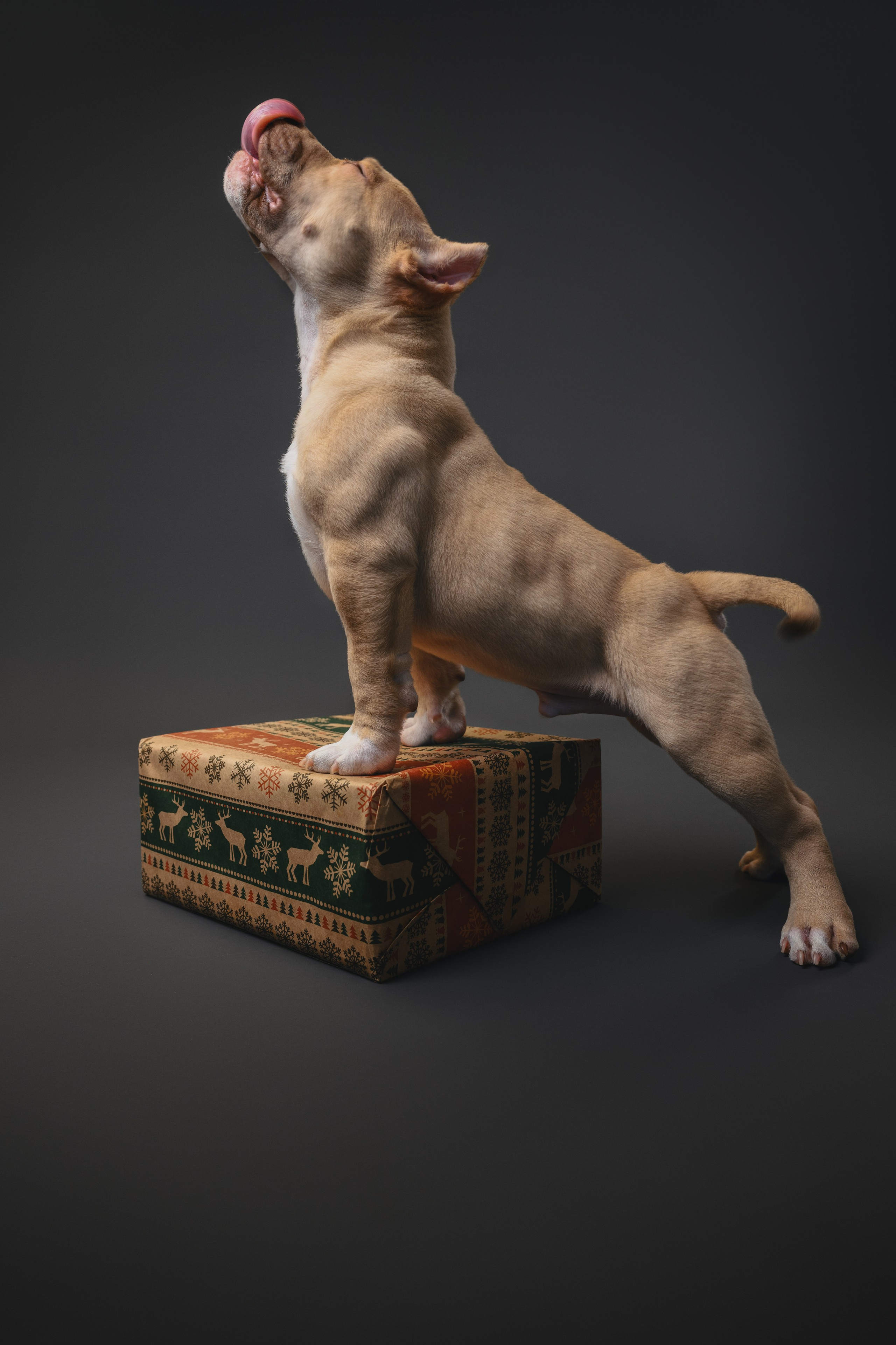 Булли. Фотограф Анималист в Москве Анастасия Жучкова