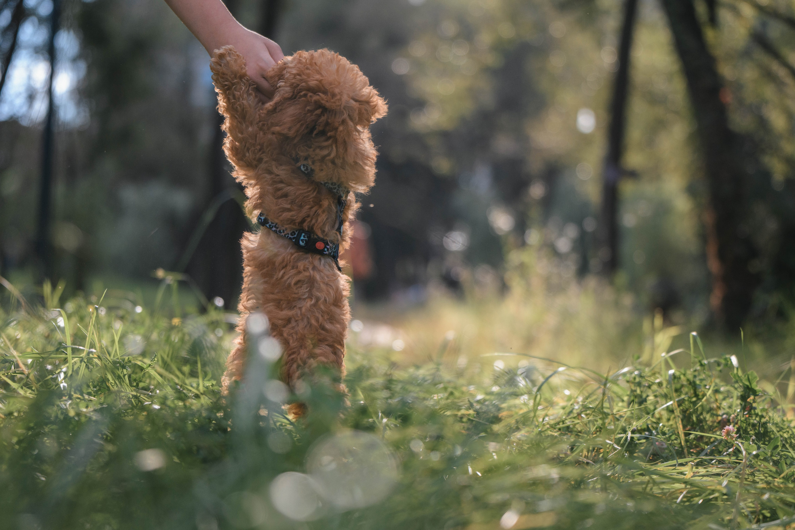 Щенок той-пуделя. Фотограф Анималист в Москве Анастасия Жучкова