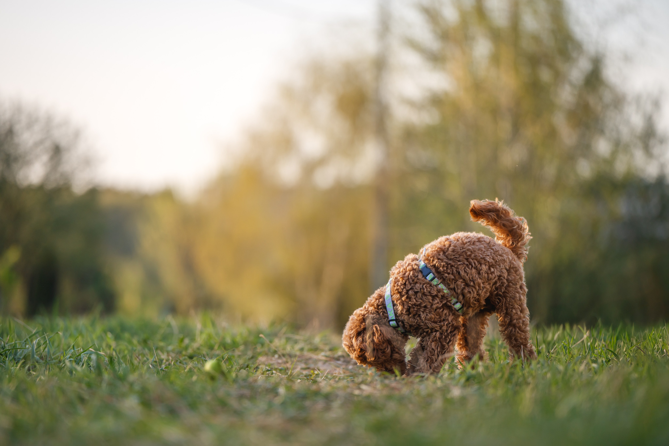Пудель на закате. Фотограф Анималист в Москве Анастасия Жучкова