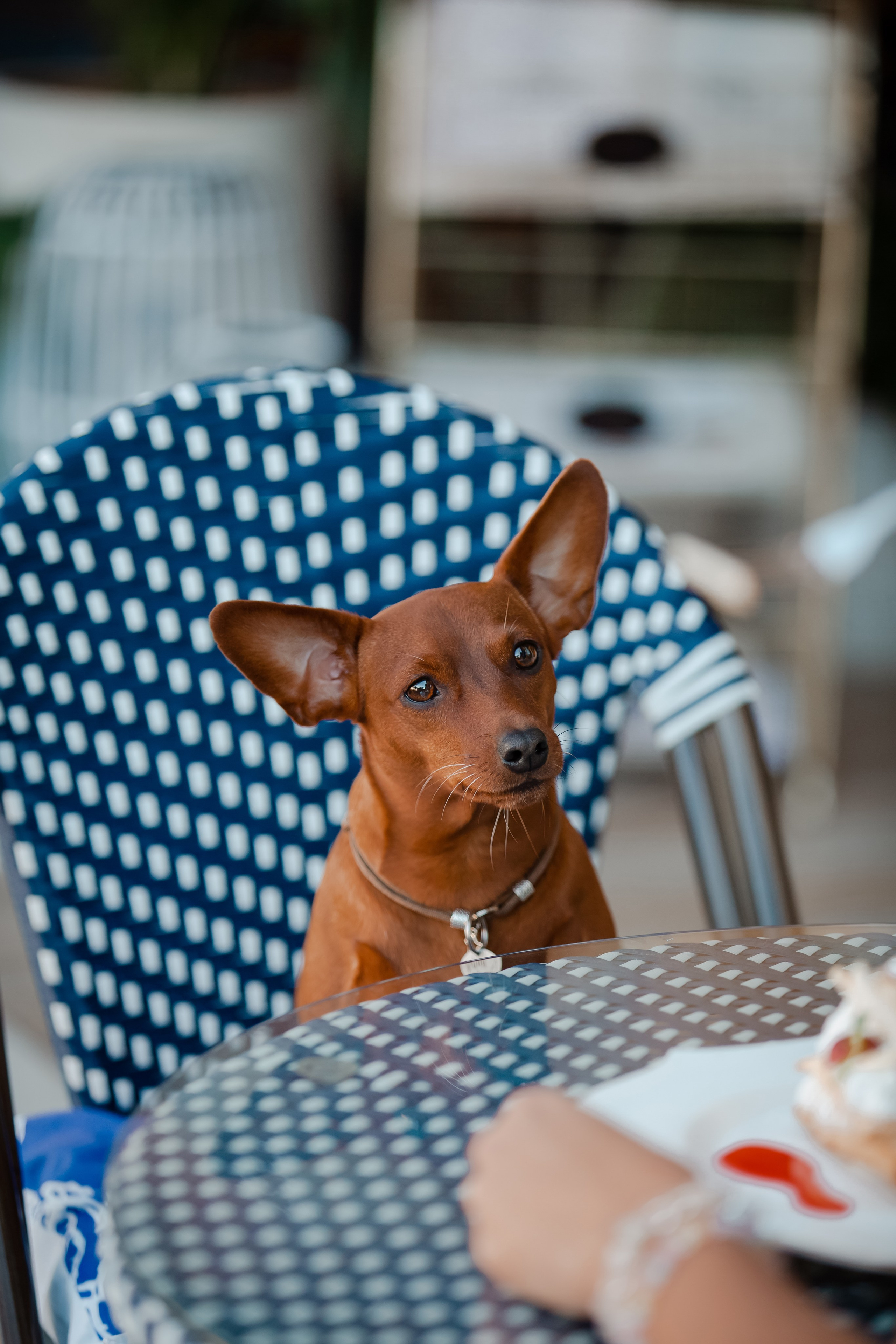 Цвергпинчер в Геленджике. Фотограф-анималист в Краснодаре Маша Мельникова