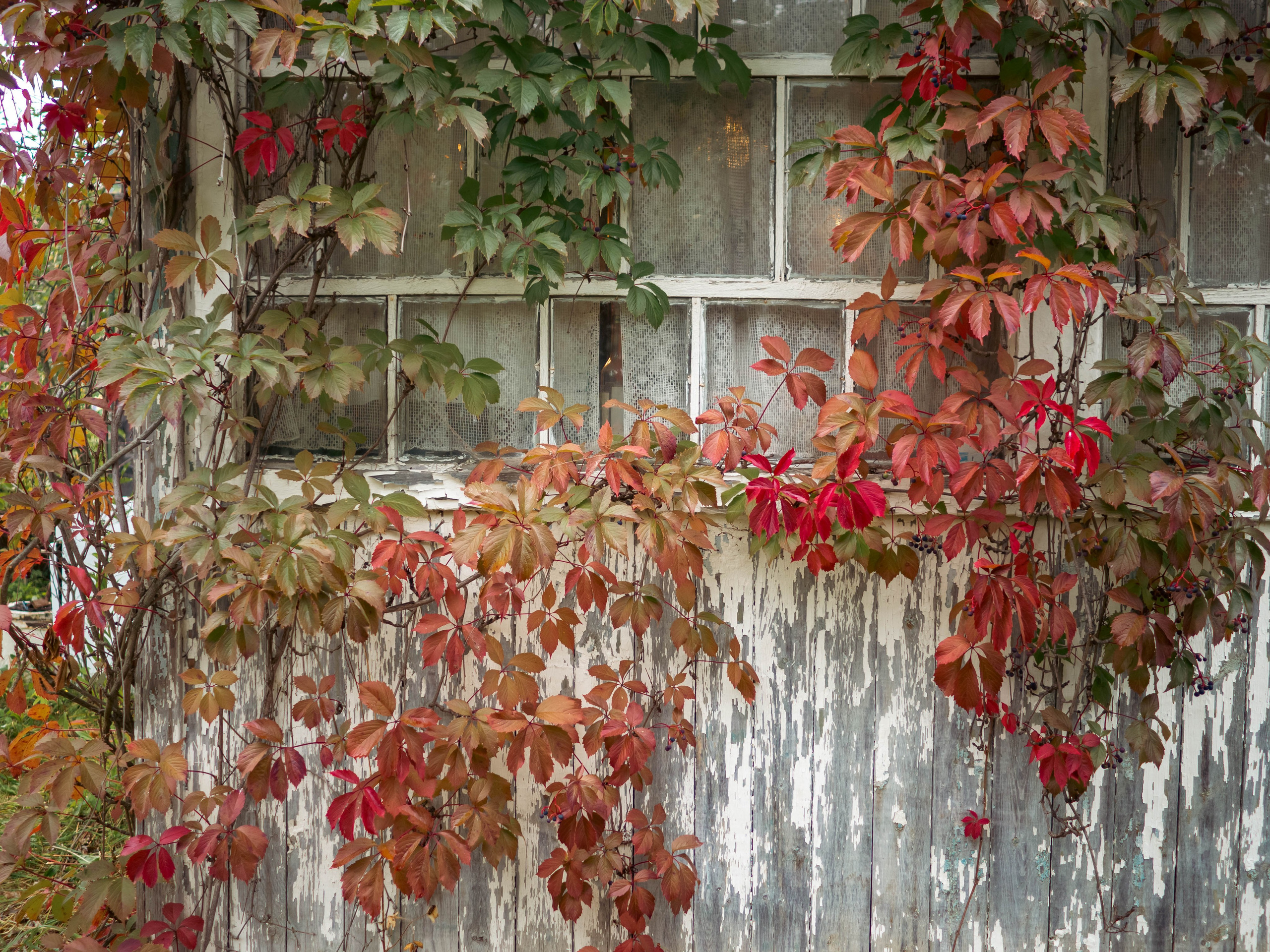 20230916 Дача. Дмитрий Ремизов. Фотография, как хобби