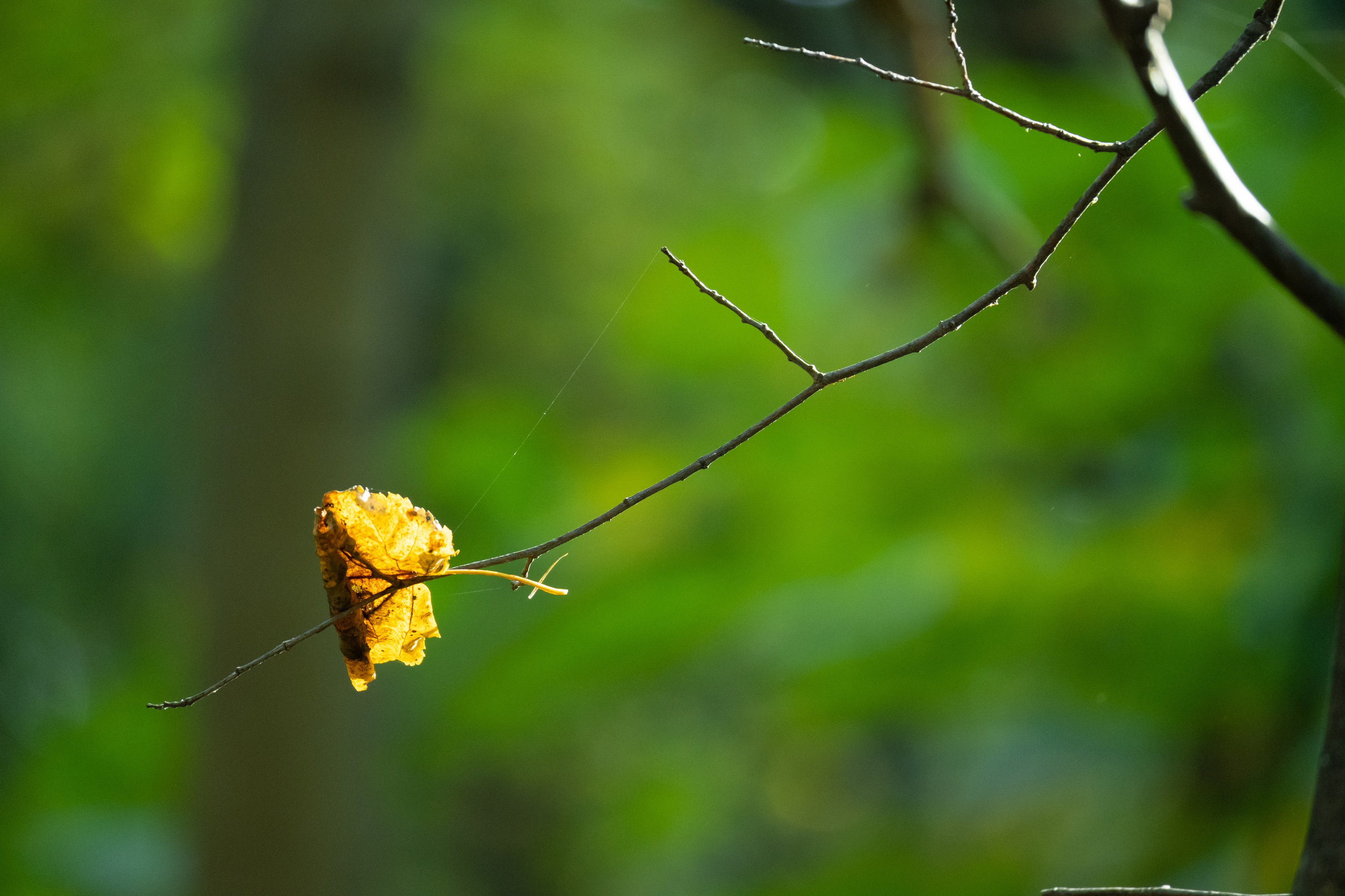 20241012 Измайлово. Дмитрий Ремизов. Фотография, как хобби