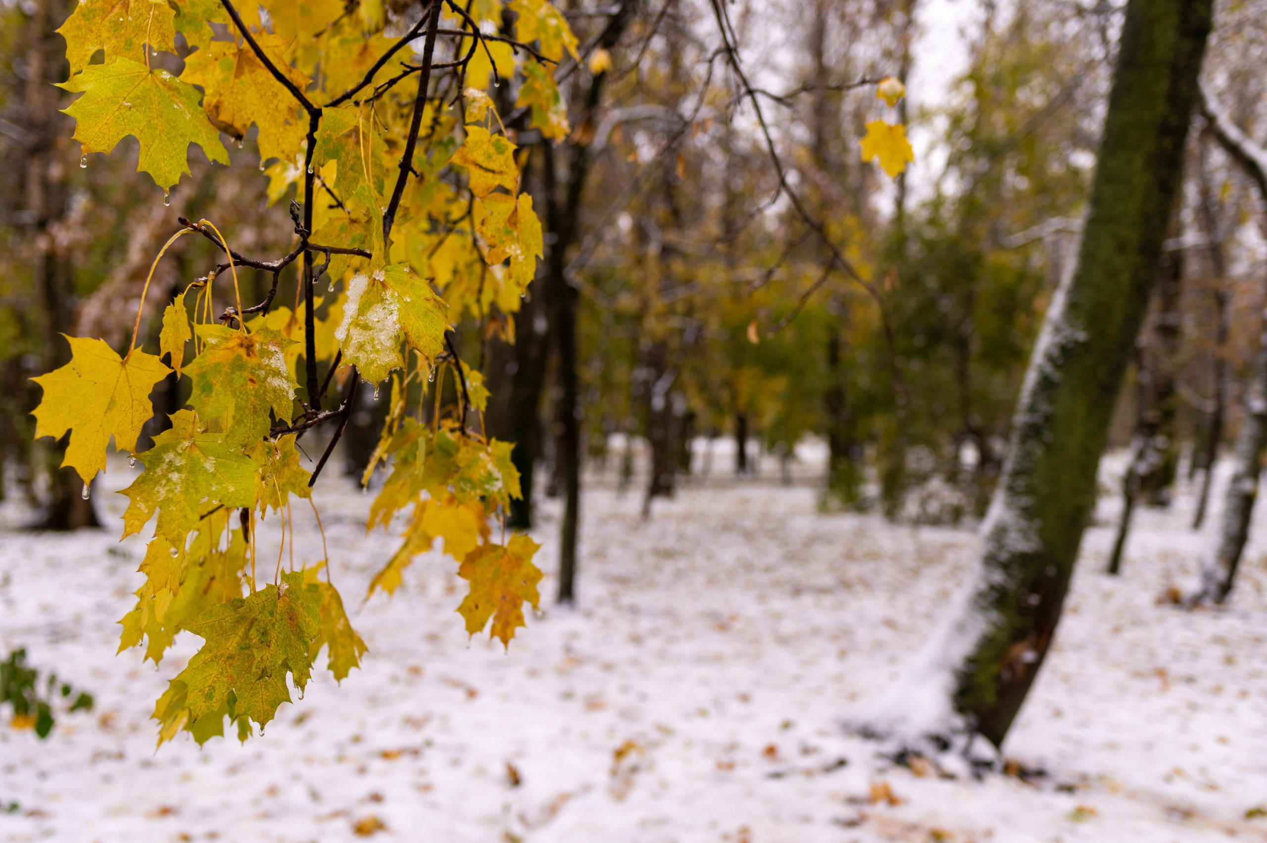 20231030 Тест Tamron SP 35 mm F/1.8. Дмитрий Ремизов. Фотография, как хобби