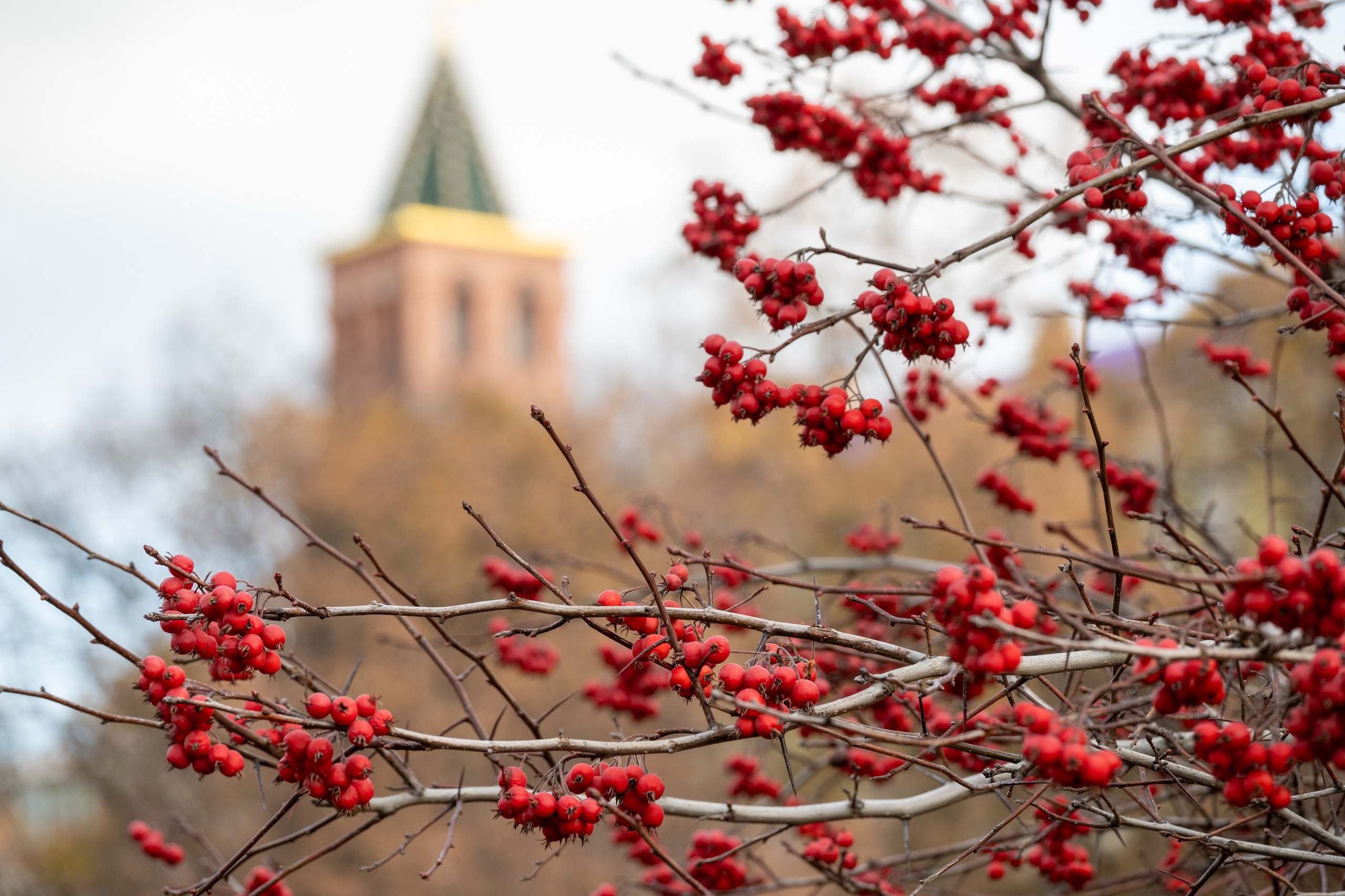 20241110 ГУМ и Кремль. Дмитрий Ремизов. Фотография, как хобби