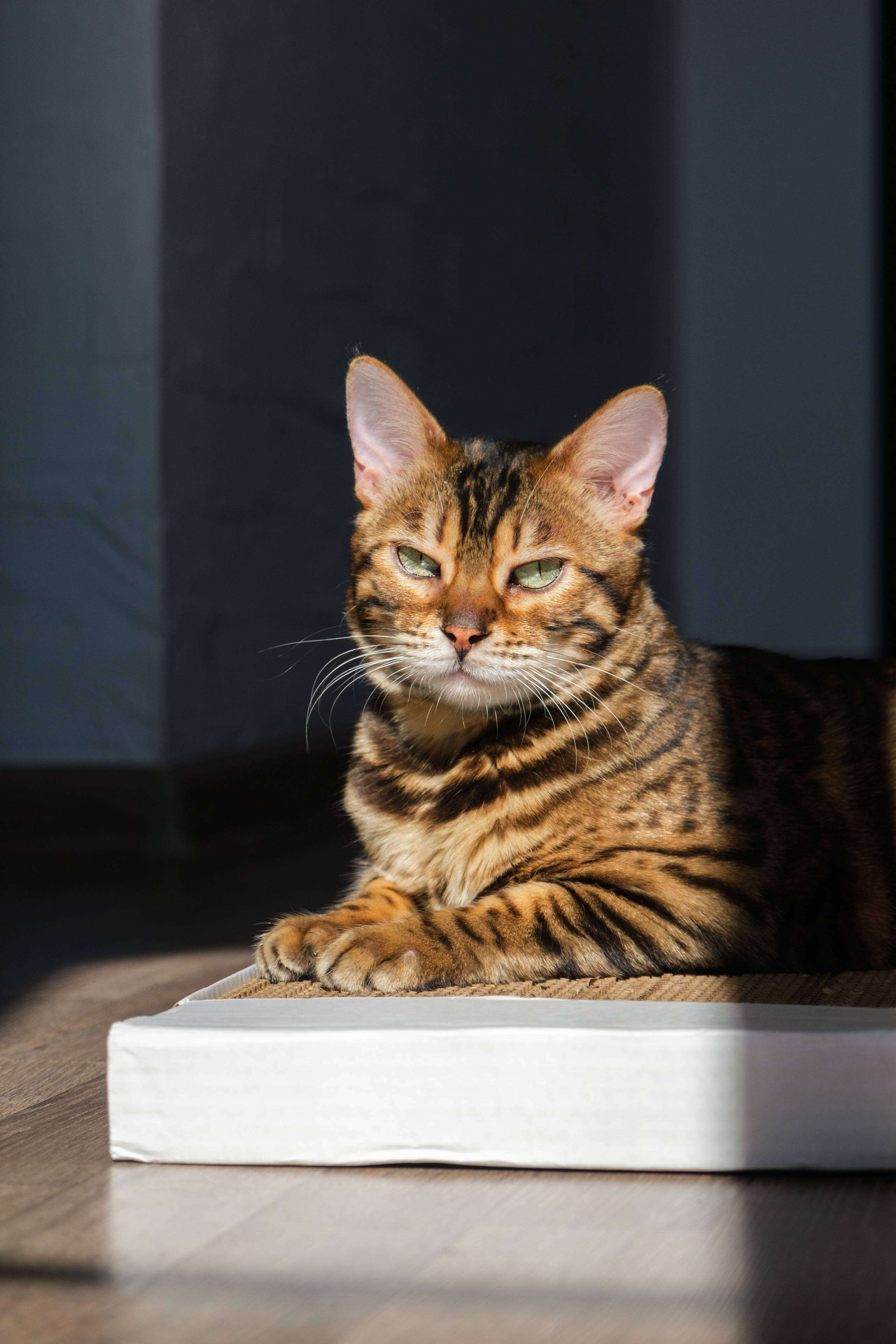 Когтеточки из картона. Зоофотограф, фотограф животных в Москве и области Дина Дамоцева