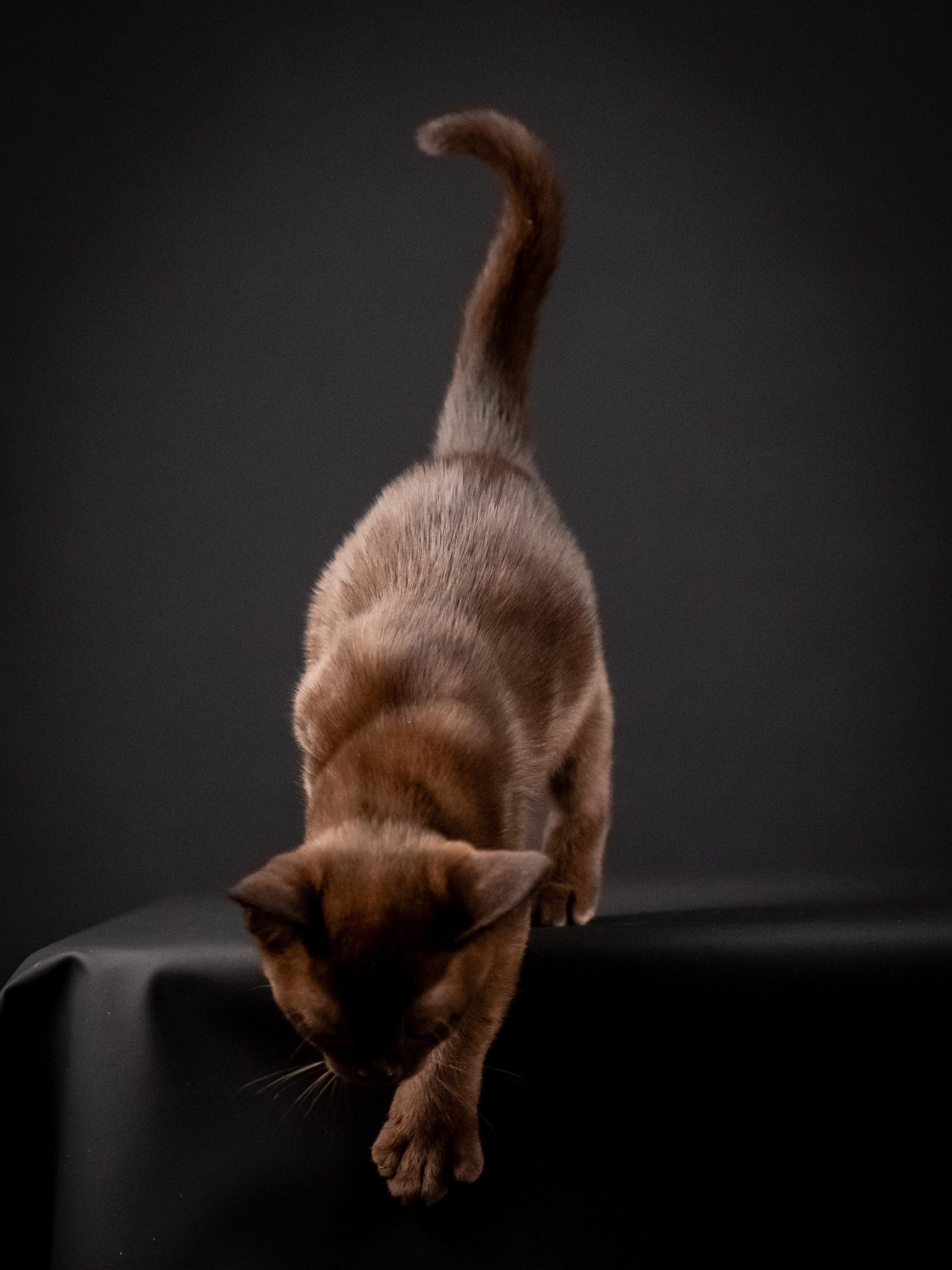 Бурмятки для Елены). Зоофотограф, фотограф животных в Москве и области Дина Дамоцева