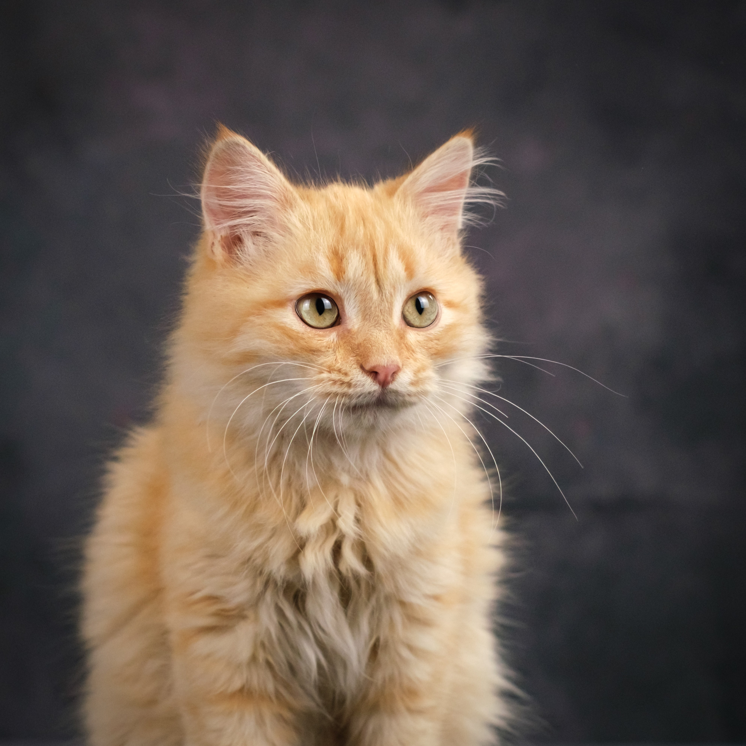 Котята для Ольги. Зоофотограф, фотограф животных в Москве и области Дина Дамоцева