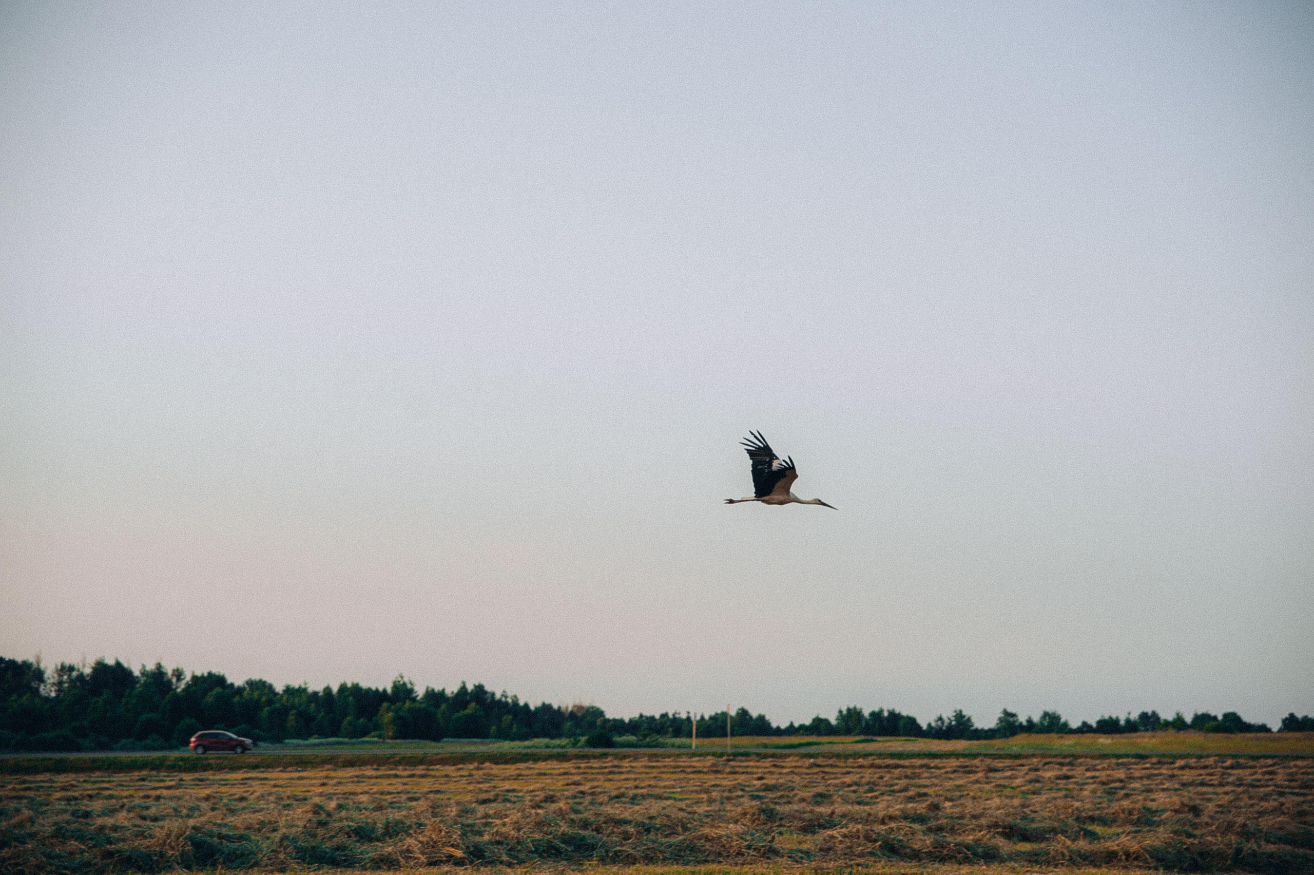 Леша и Ксюша. Свадебный и семейный фотограф в городе Смоленске