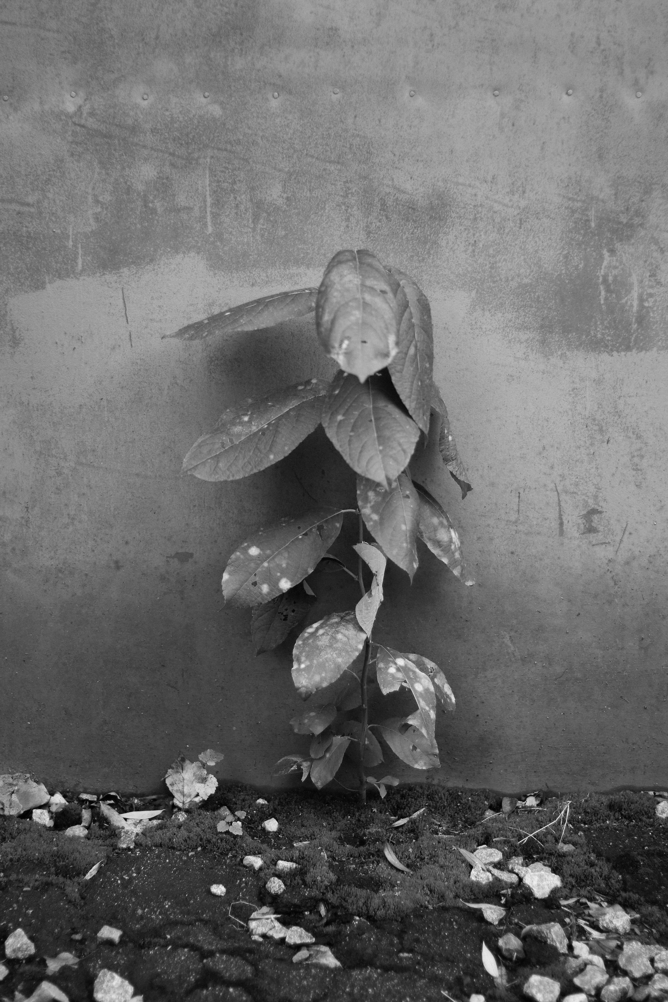 Splitting. Фотограф и исследователь фотографии из Санкт-Петербурга Елизавета Веприцкая