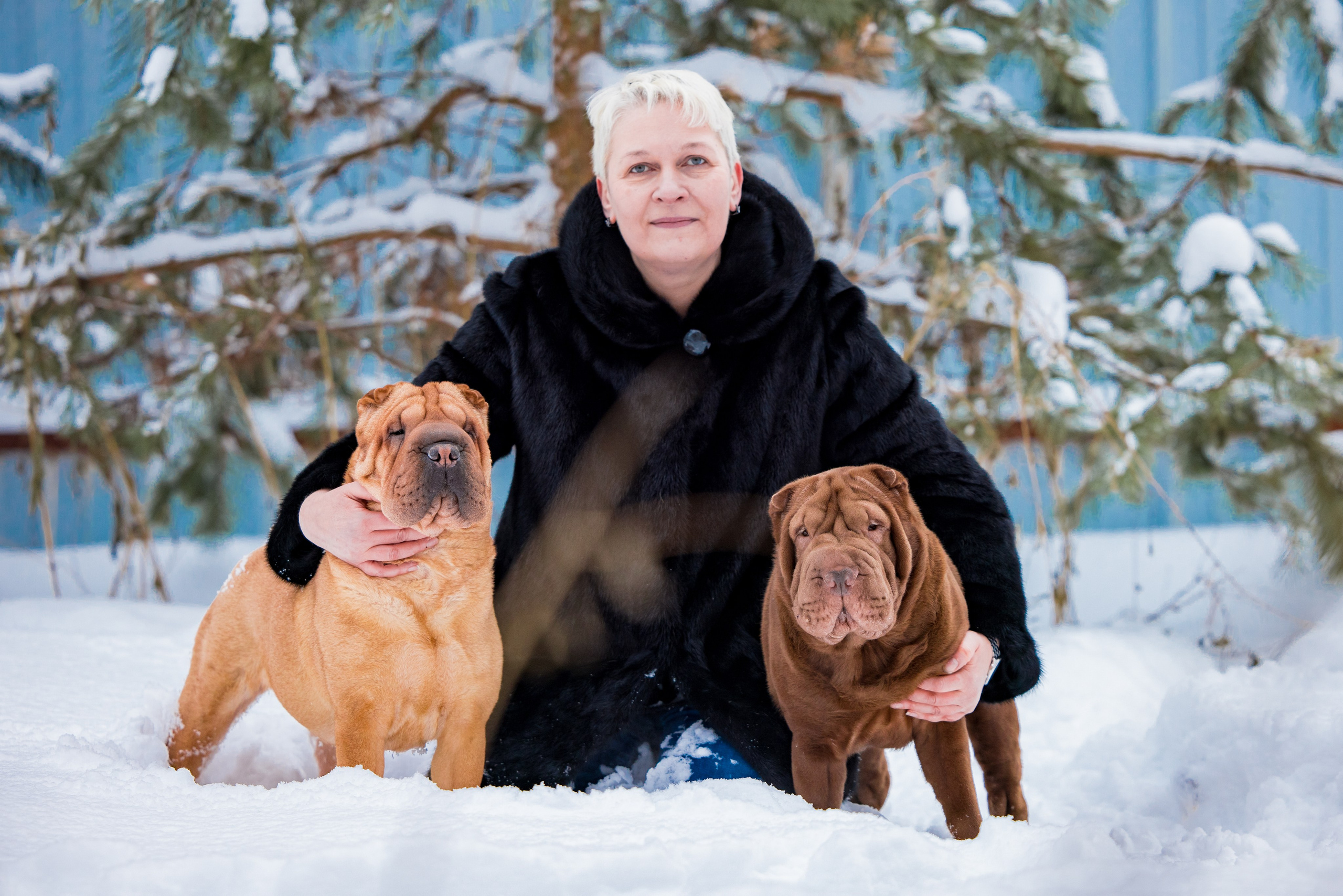 В гостях у шарпеев 16.01.2024. Фотограф-анималист Юлия Германика