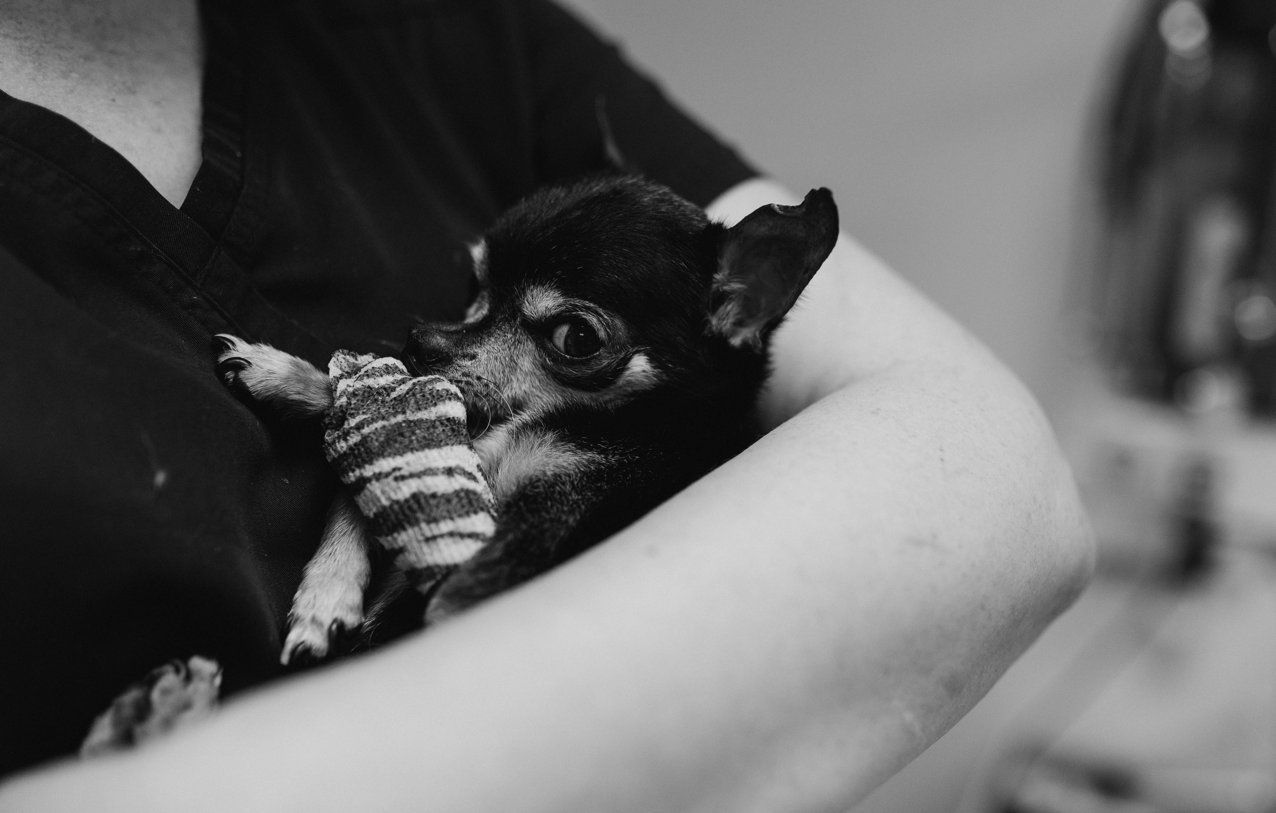 VetLife. Татьяна Афонина | Фотограф