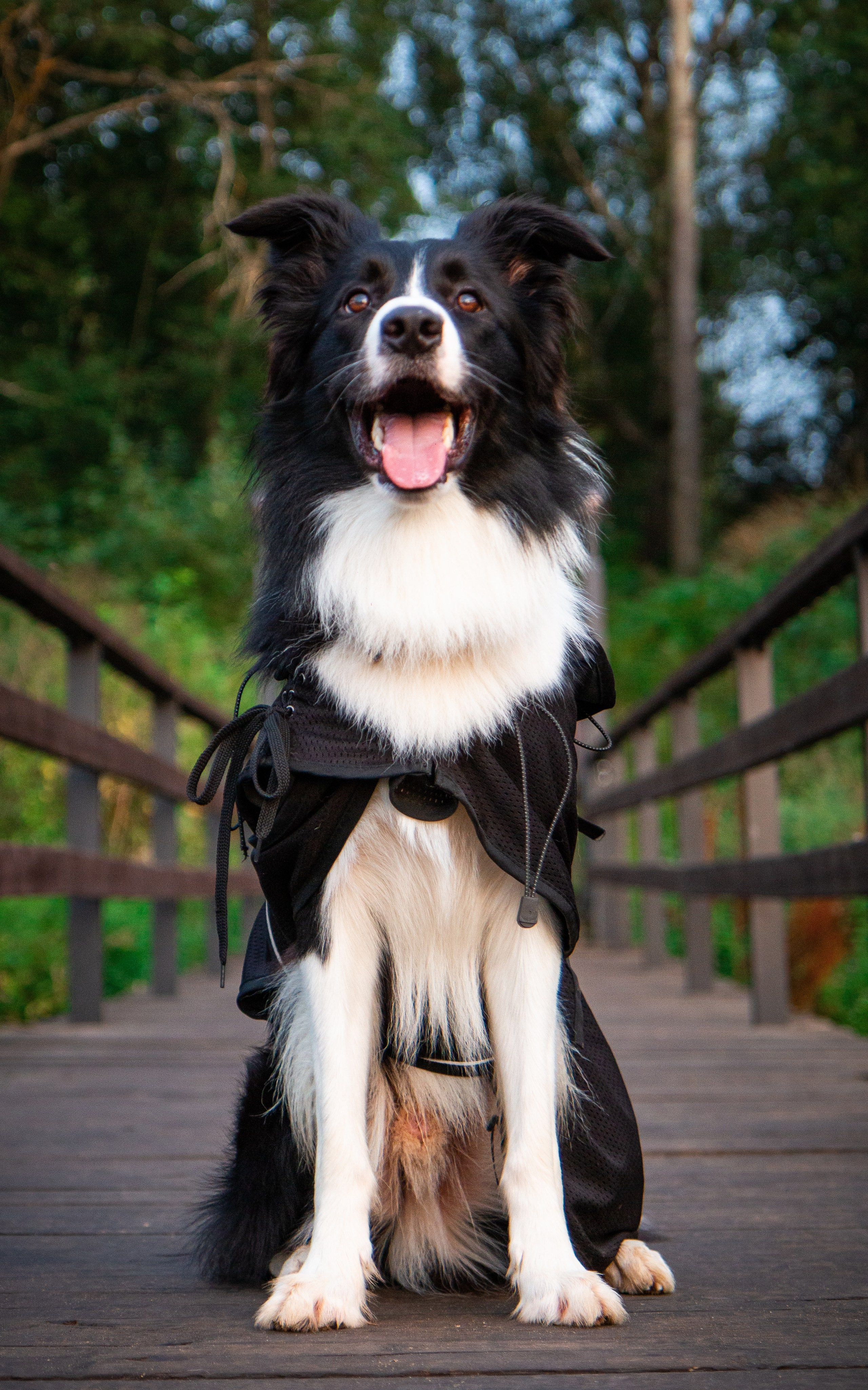 Фотосъёмка животных. Предметный и репортажный фотограф Алексей Кротов