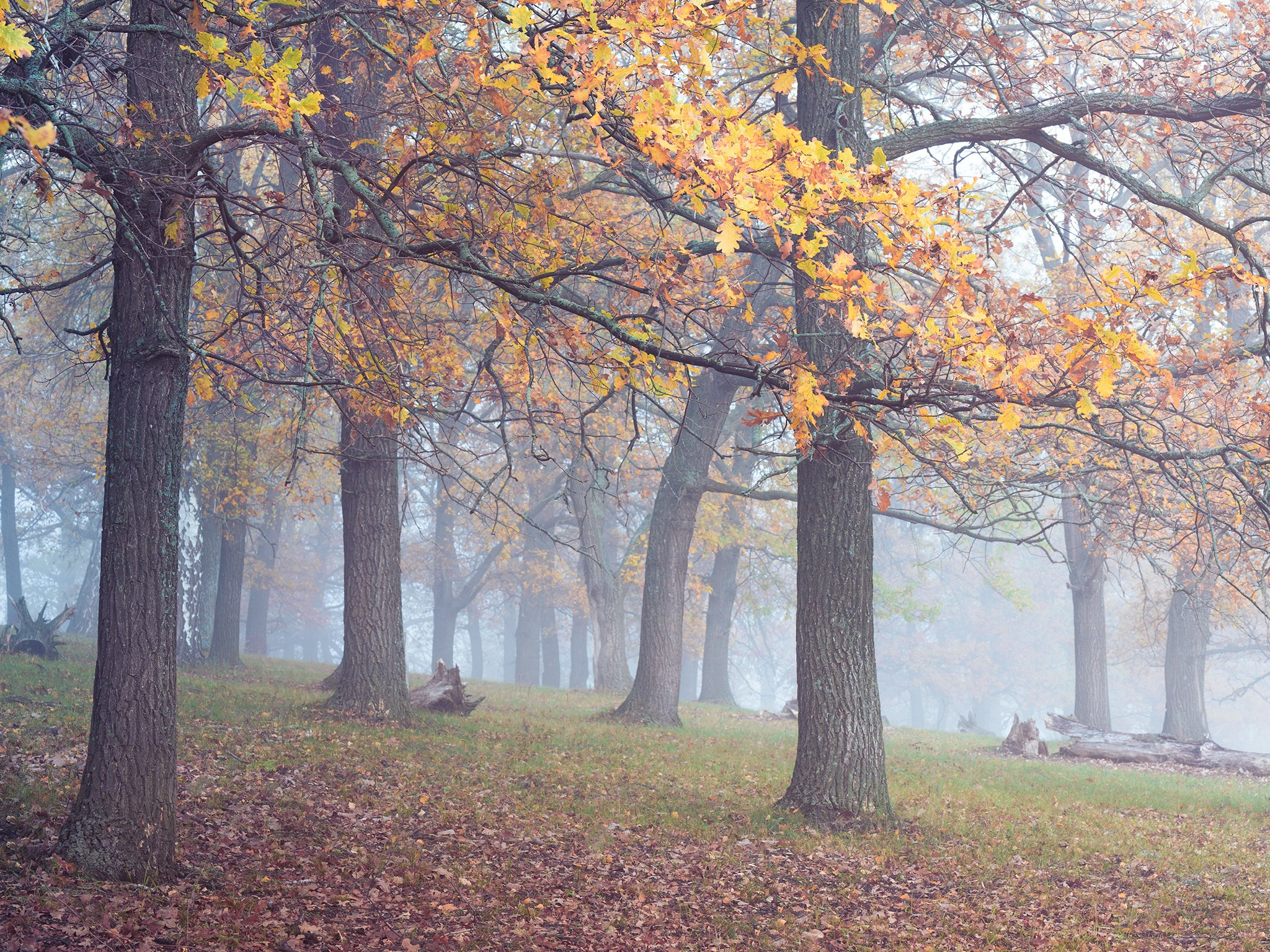 Лето, лес, деревья…. Пейзажный фотограф Руслан Лукманов