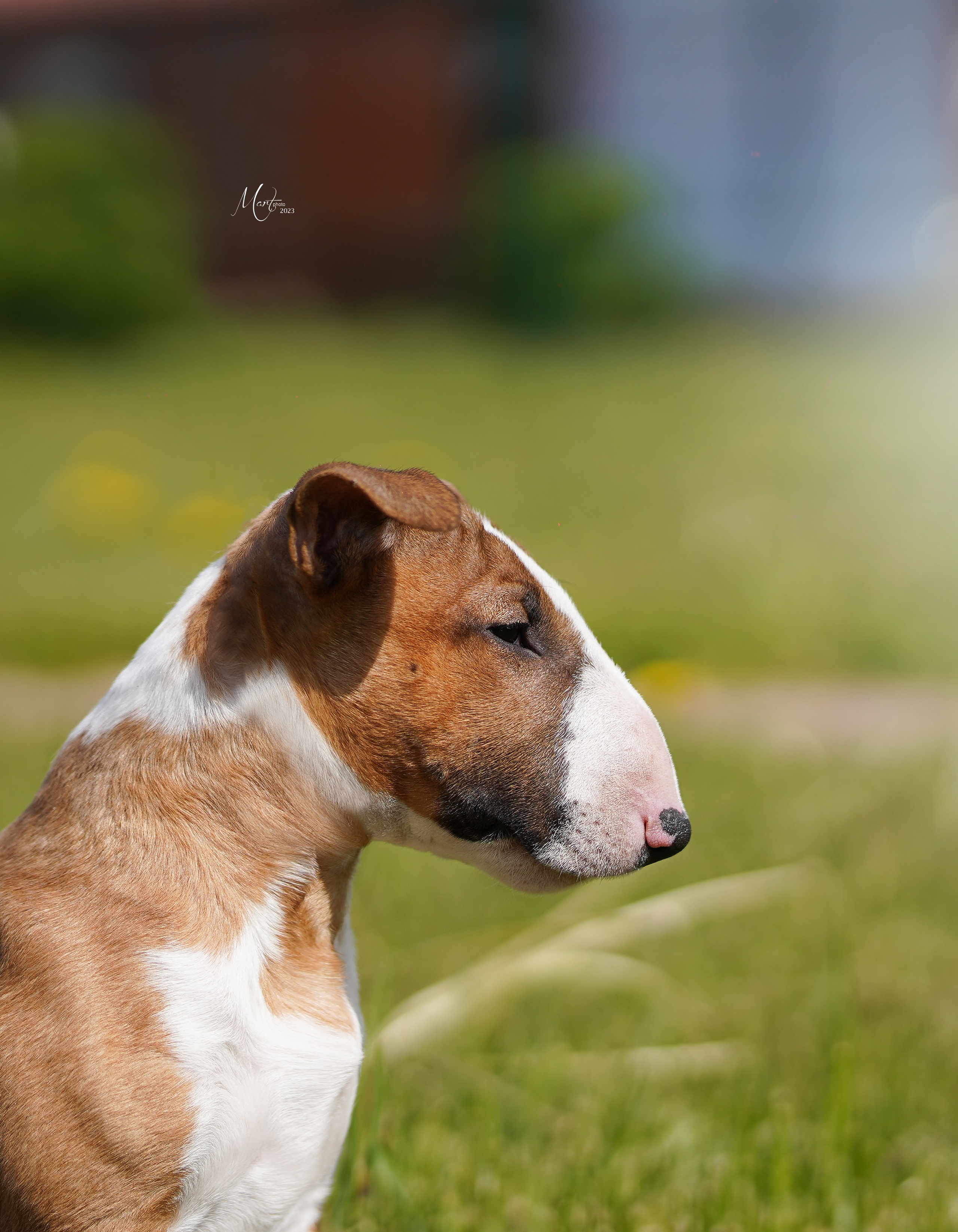 Выставки 2023. Фотограф-анималист в Санкт-Петербурге Яна Мартынова