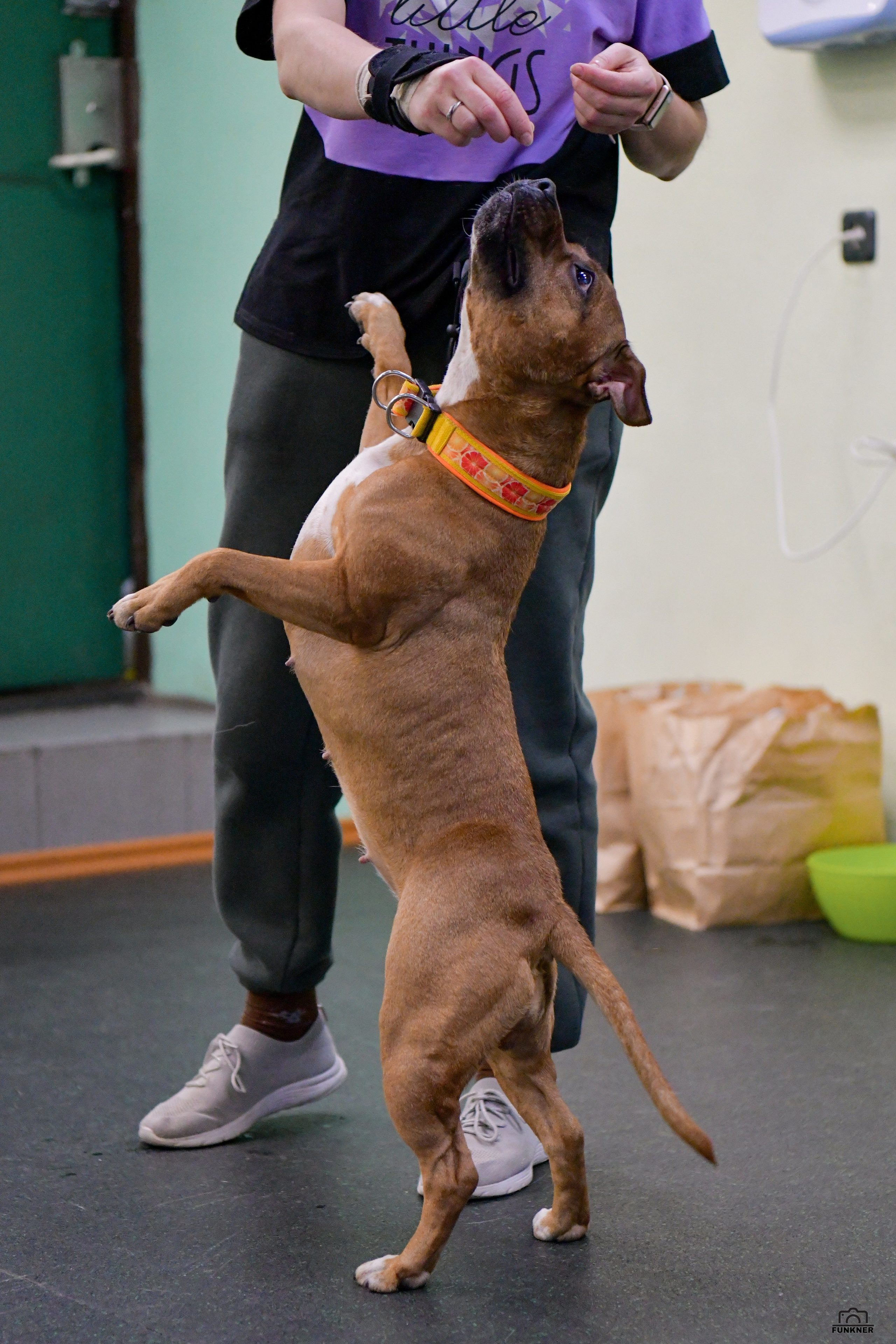 Кинологический клуб «Бодрый хвост». Свой взгляд через объектив