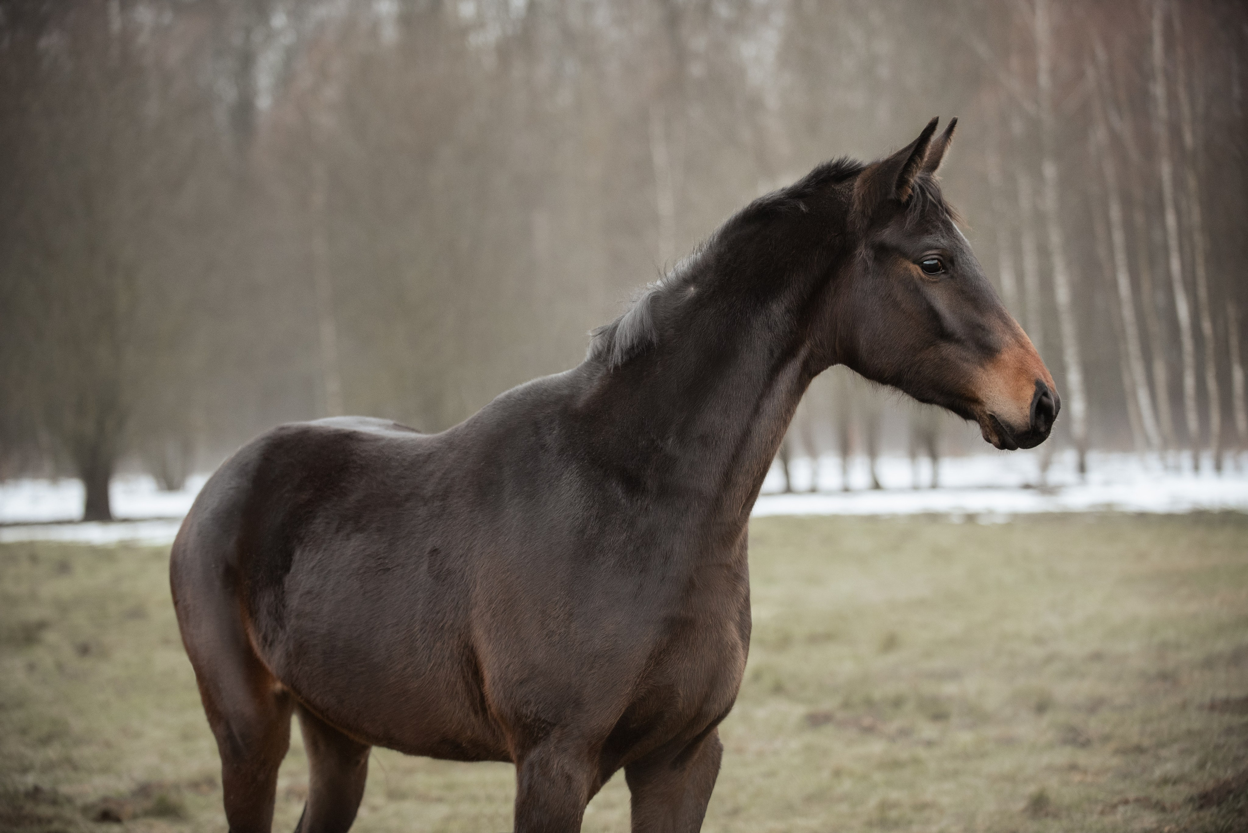 Мелкаши ЮНА. Куракина Дарья • Конный фотограф