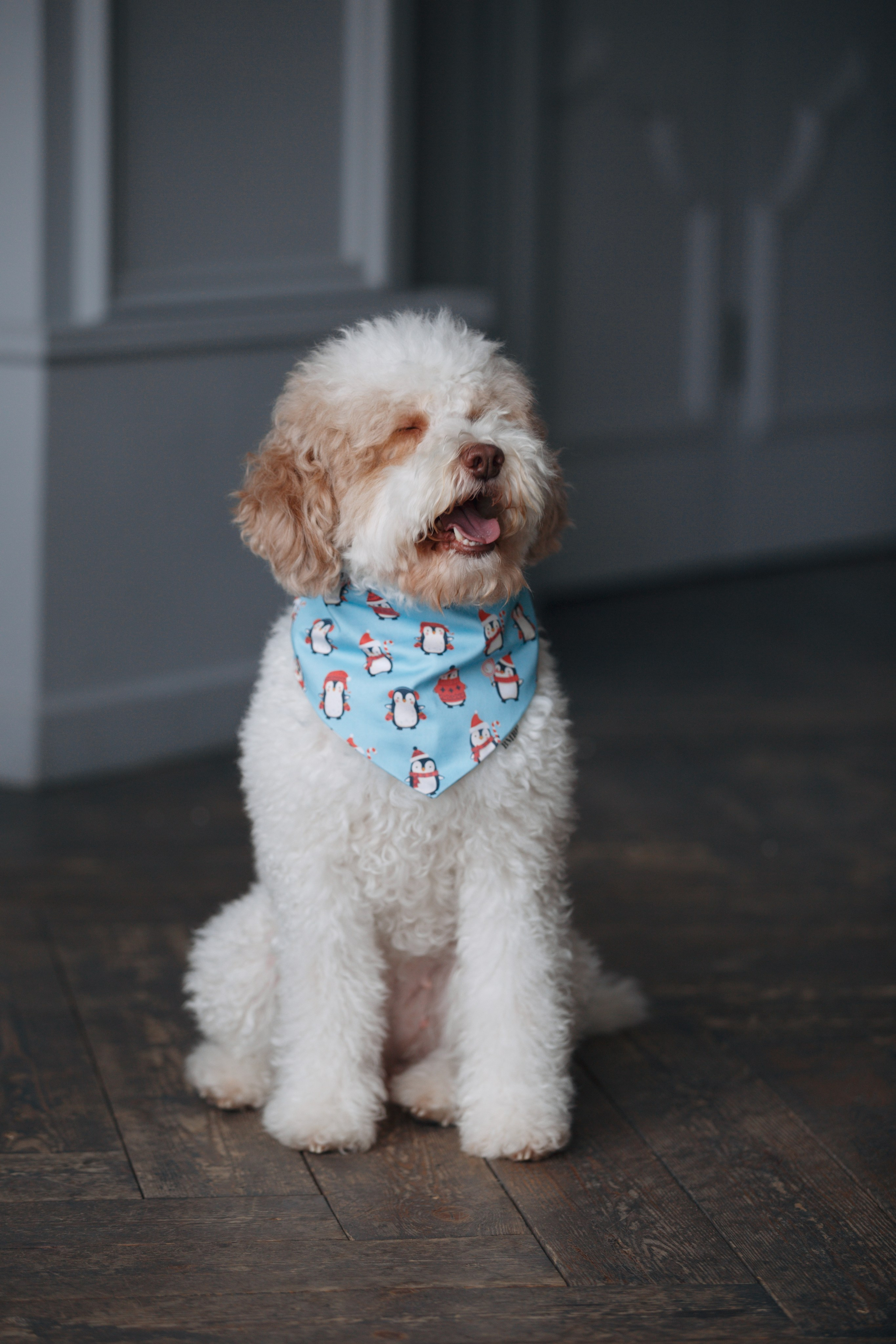 Bmbh лежанки и адресники. Фотограф анималист Кристина Карпова, Москва