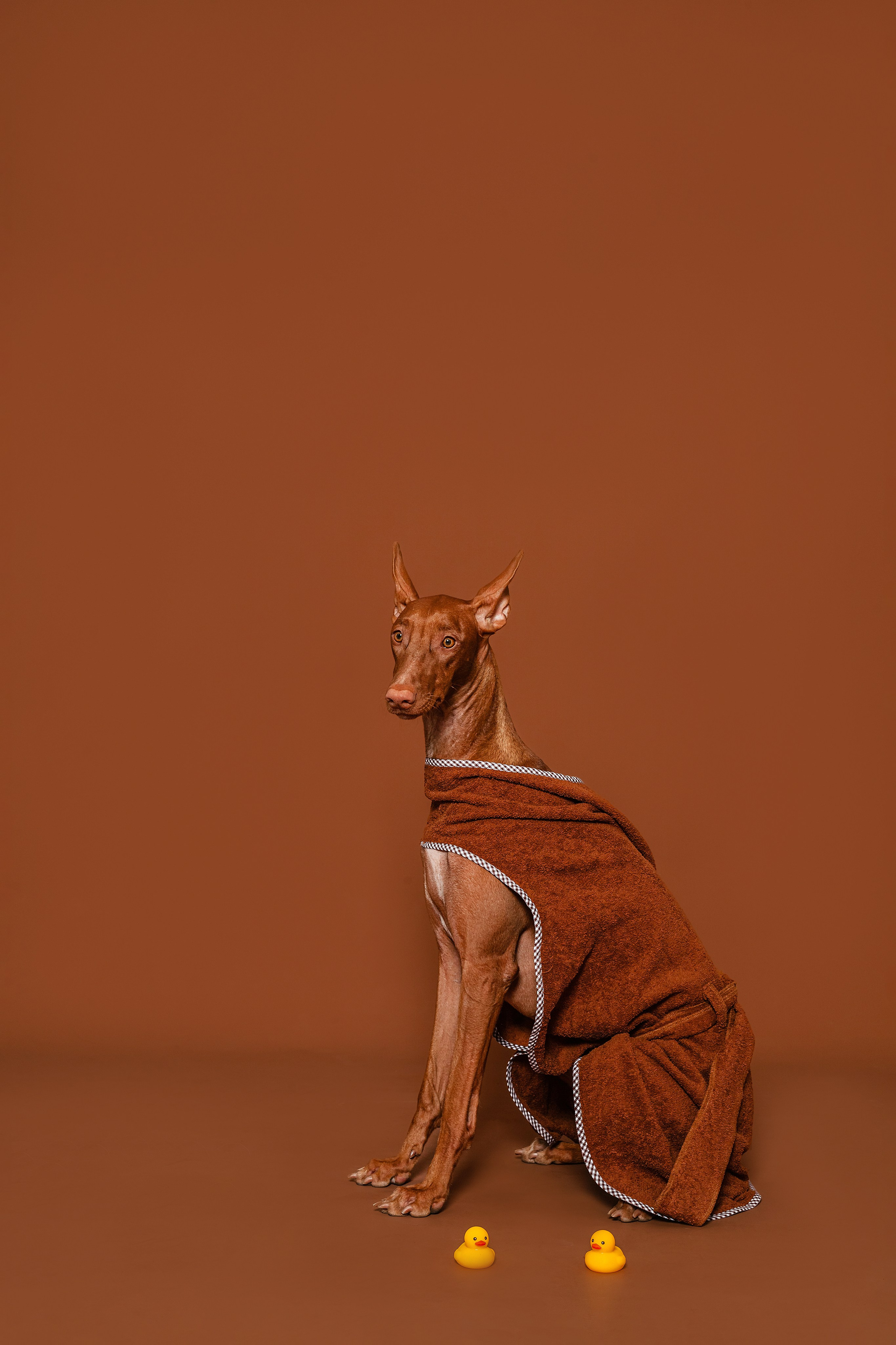 Съемка для бренда TEDDYBOY. Фотограф-анималист Татьяна Степанова