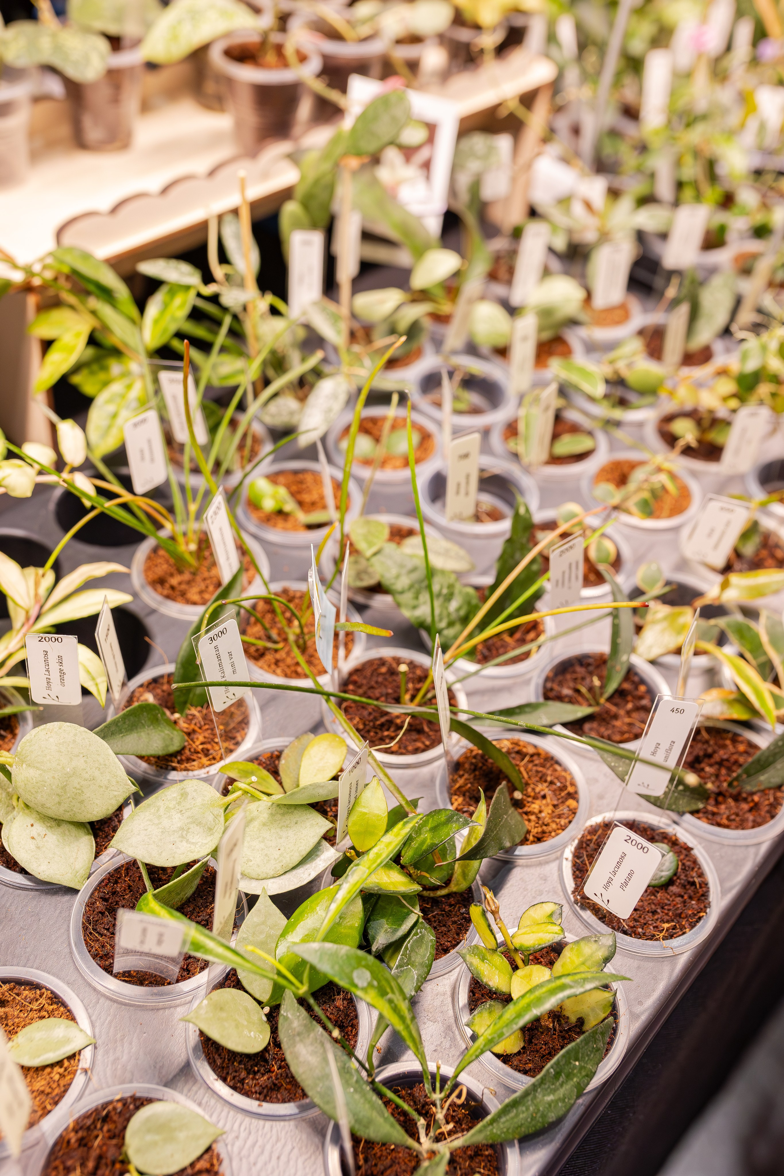 Монстериум апрель 2026. Александра Куликова фотограф, Москва