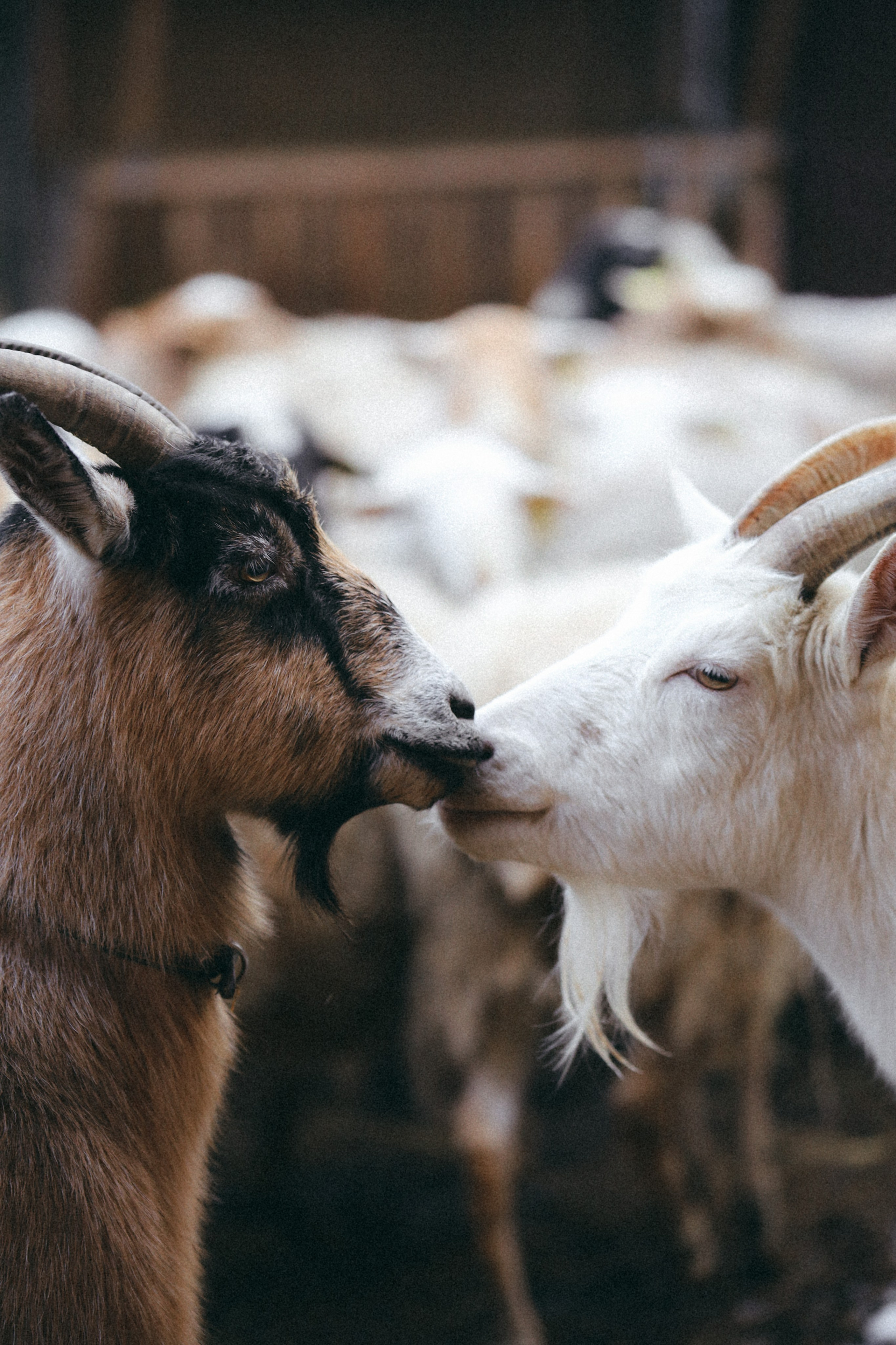 Животные. Фотограф в Москве Бастракова Юлия