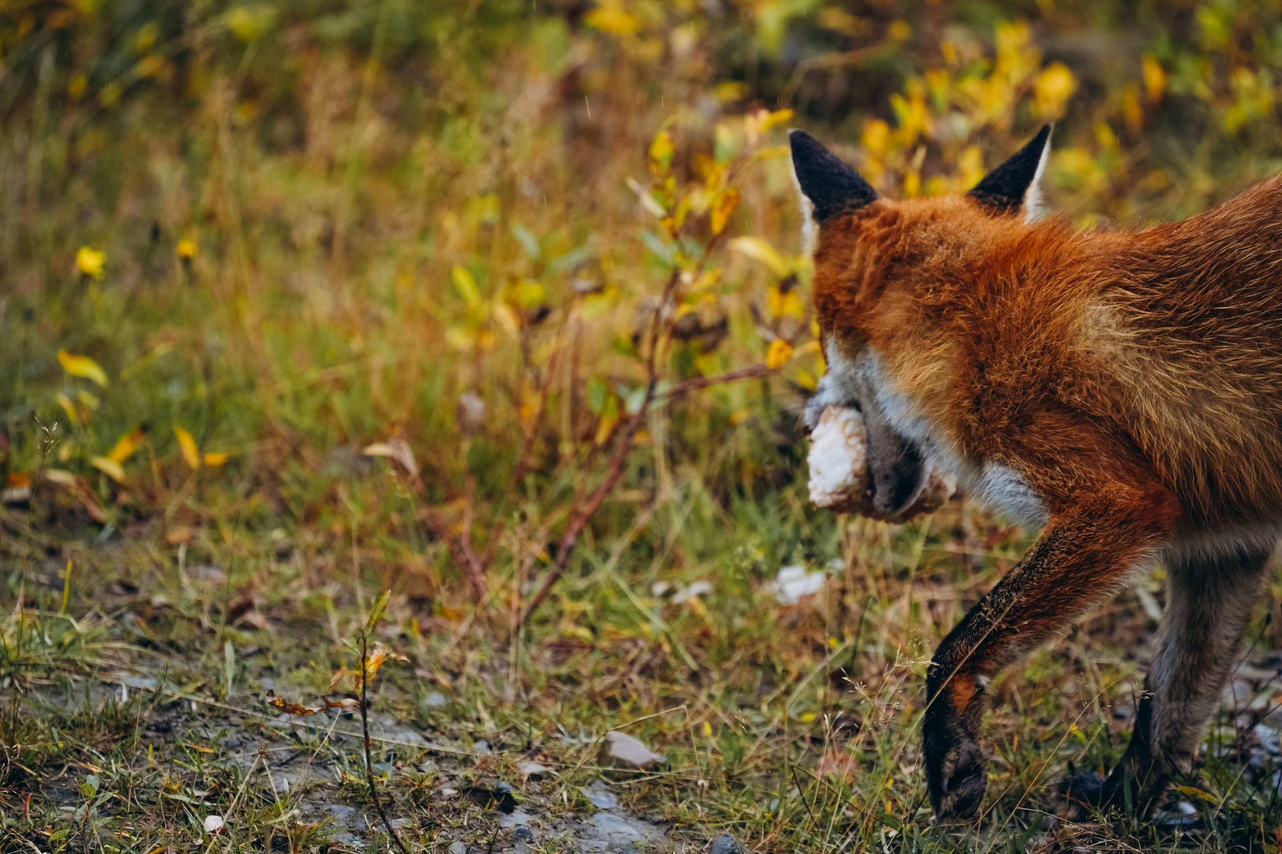 СЕВЕР. Event фотограф Степанова Александра