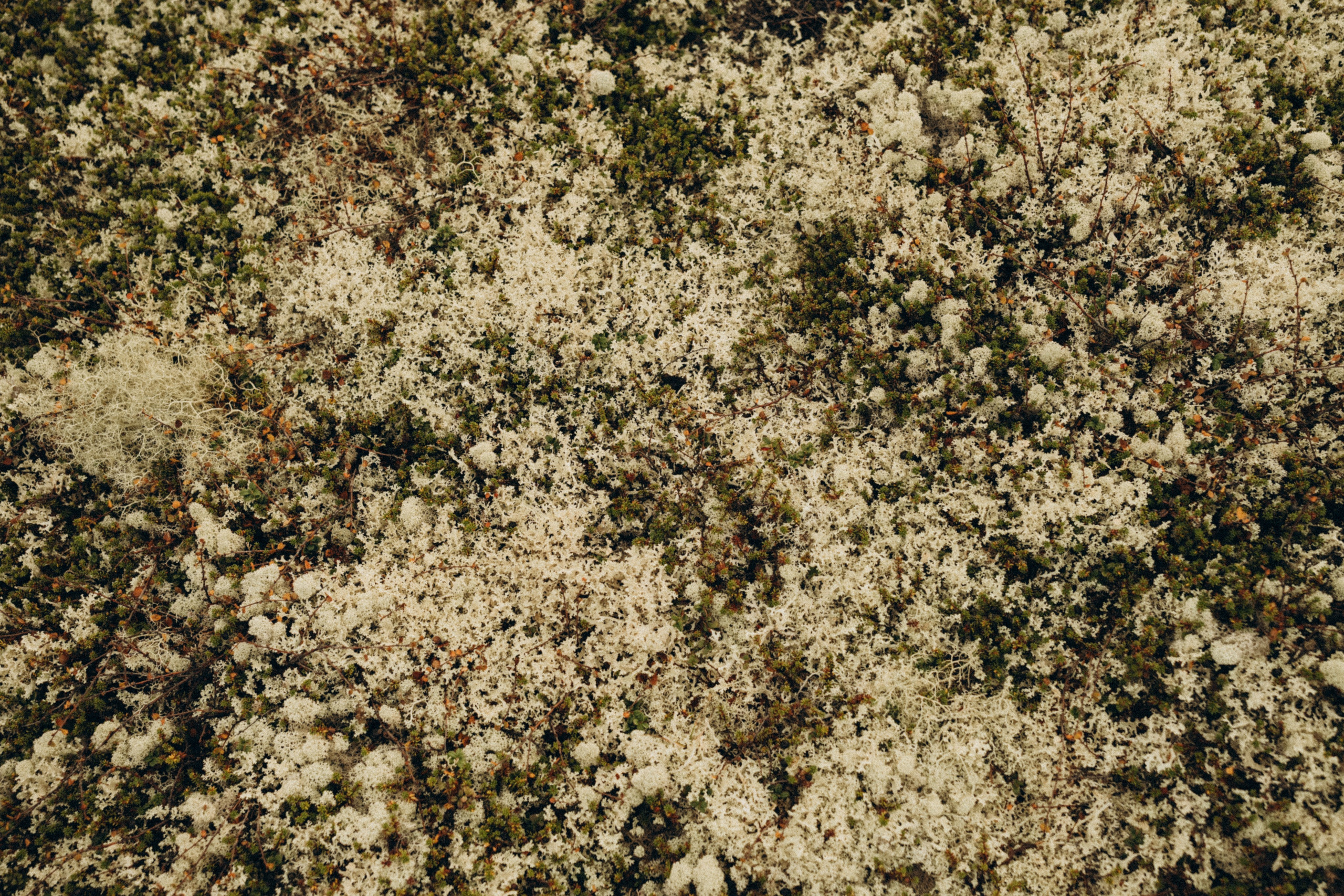 Самолетик в тундру. Семейный фотограф в Мурманске Екатерина Юшкова