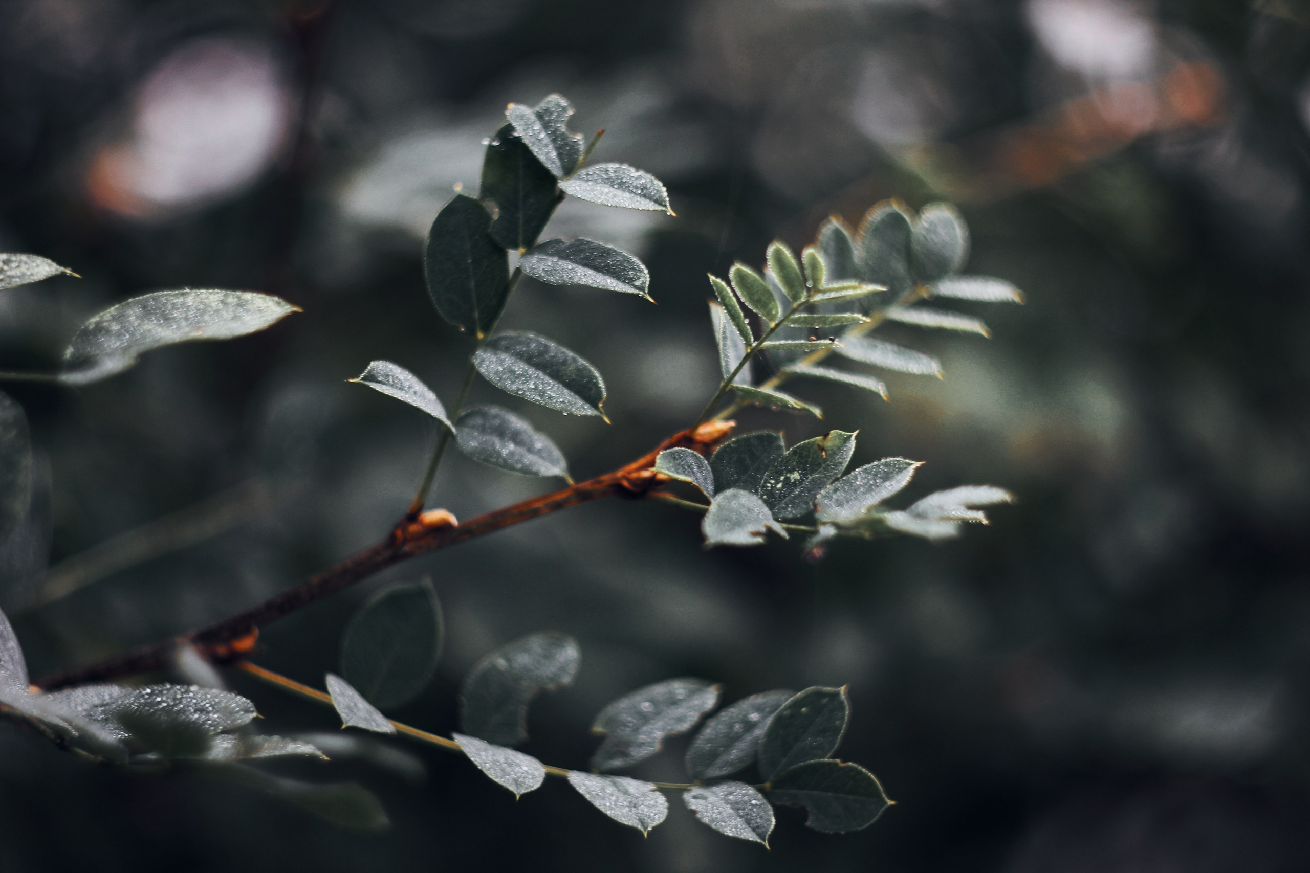 Меланхолия августа. С любовью, фотохудожник