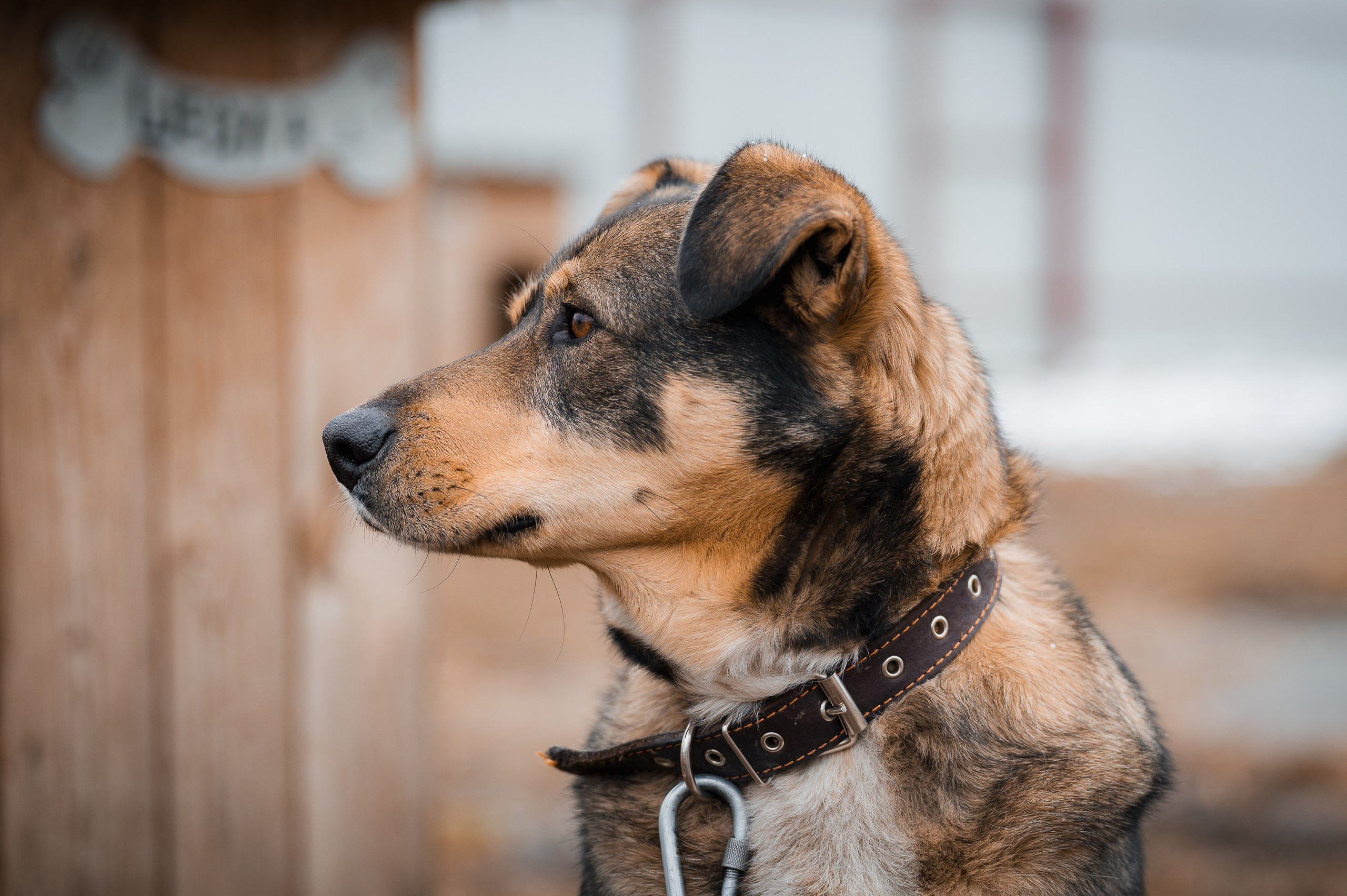 Шейла. Улыбка собаки — спасение и пристройство бездомных собак
