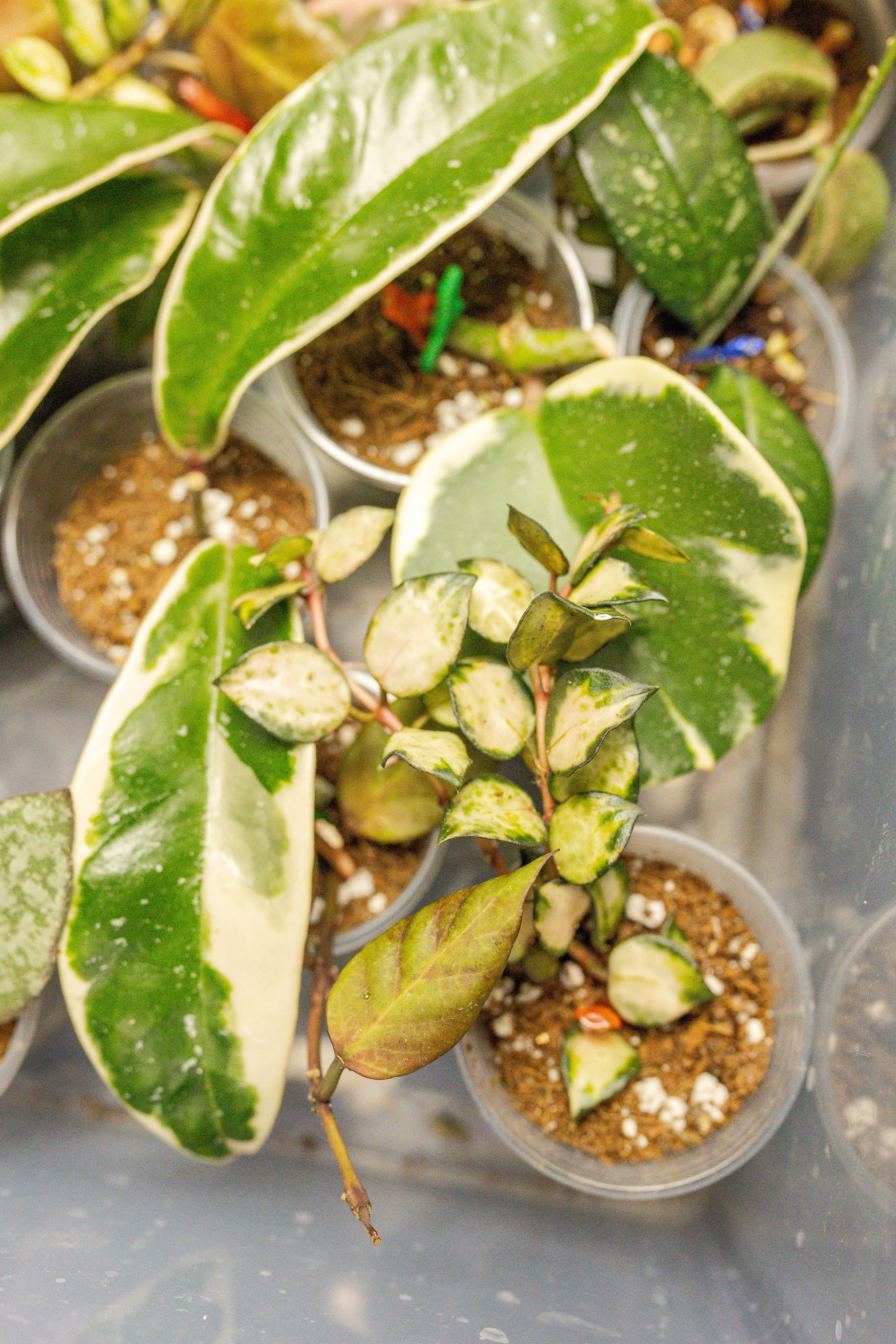 Монстериум апрель 2026. Александра Куликова фотограф, Москва