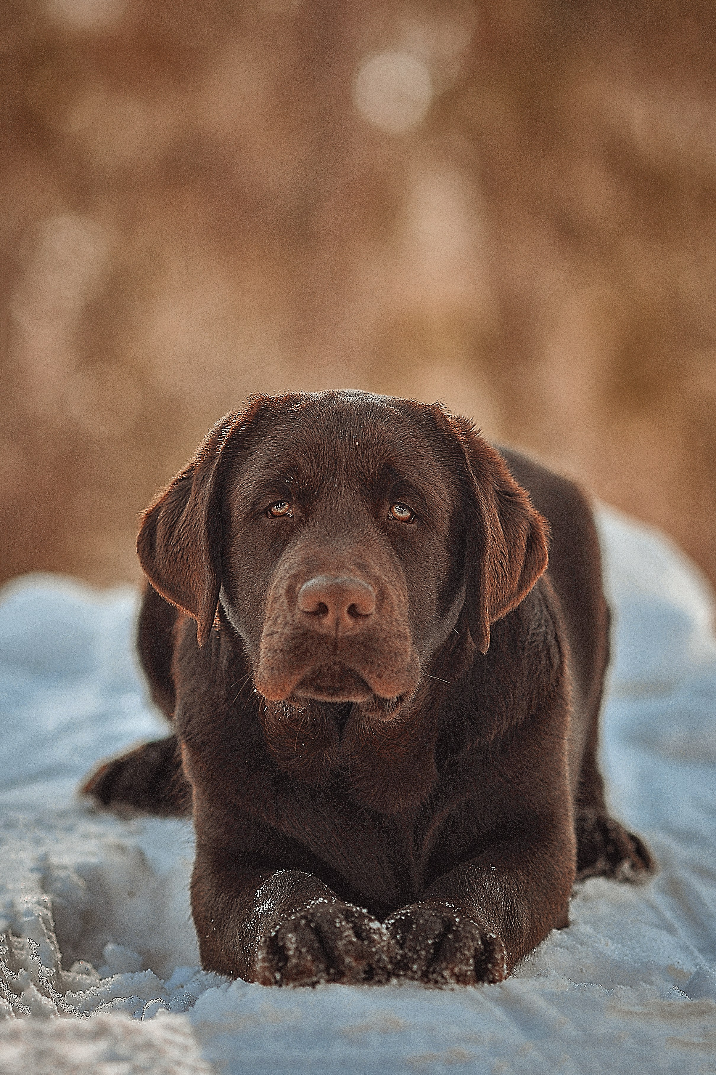 Фотосессия животных в Ижевских, фотограф животных. Детский, семейный фотограф в Ижевске и Москве Аксинья Лысенкова ADEN