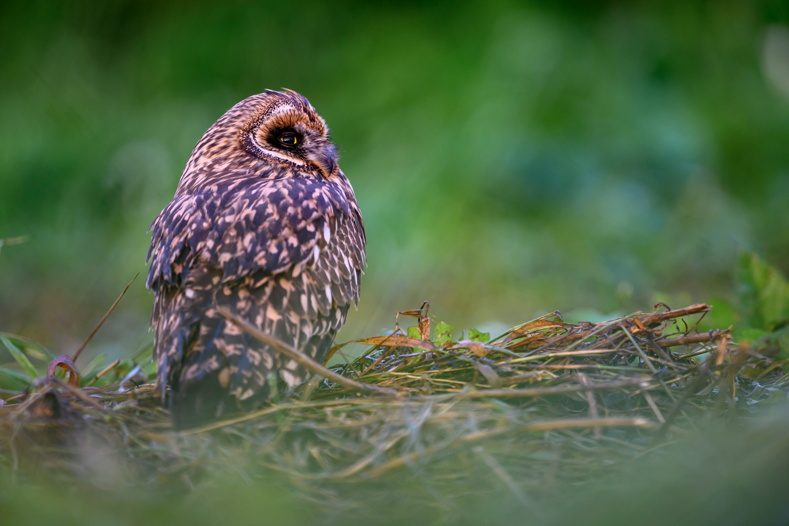 Short eared owl. Wildlife photography by Sergey Puponin